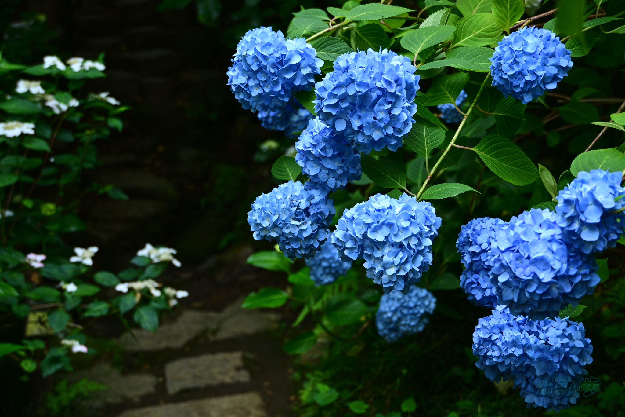 https://www.yaotomi.co.jp/blog/walk/DSC_6603co%2C38%20mm%2CF4.5%2Ciso200%28JPEG%29.jpg