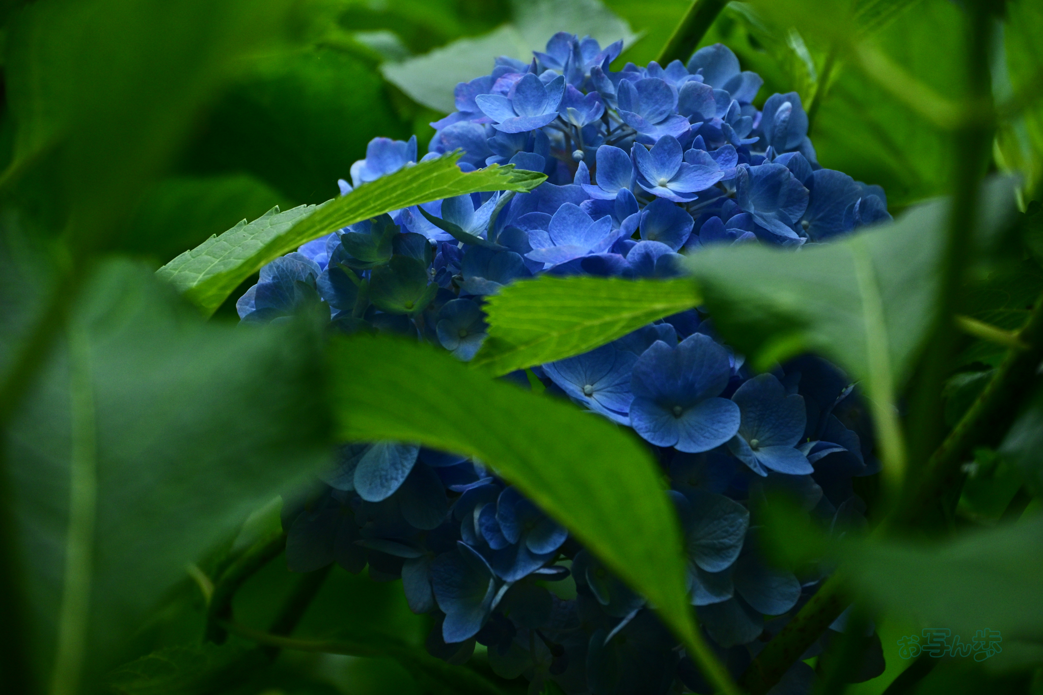 https://www.yaotomi.co.jp/blog/walk/DSC_6618co%2C105%20mm%2CF6%2Ciso640%28JPEG%29.jpg