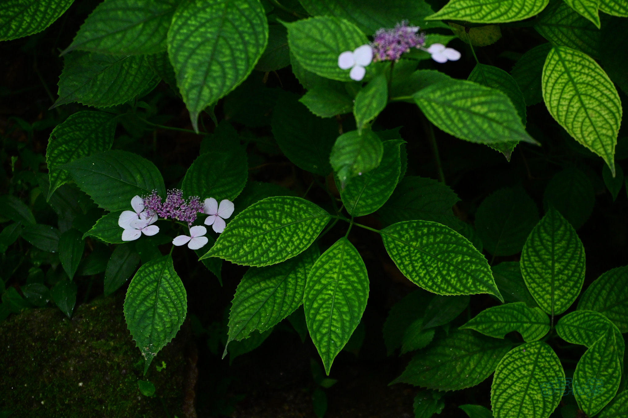 https://www.yaotomi.co.jp/blog/walk/DSC_6626co%2C115%20mm%2CF6%2Ciso2500%28JPEG%29.jpg