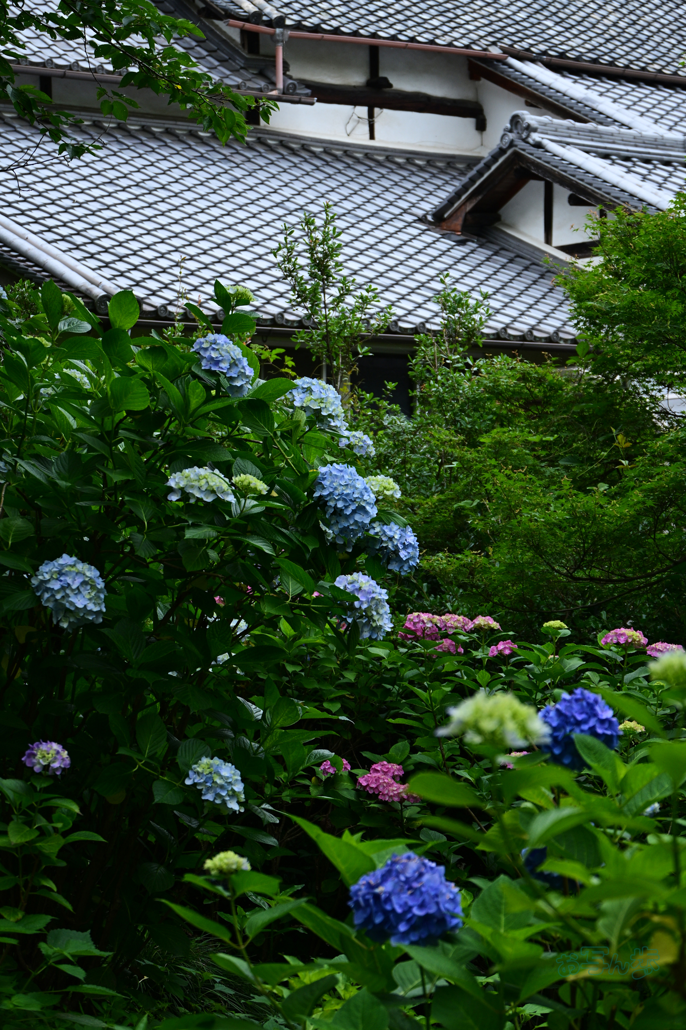 https://www.yaotomi.co.jp/blog/walk/DSC_6642co%2C56%20mm%2CF5.6%2Ciso200%28JPEG%29.jpg