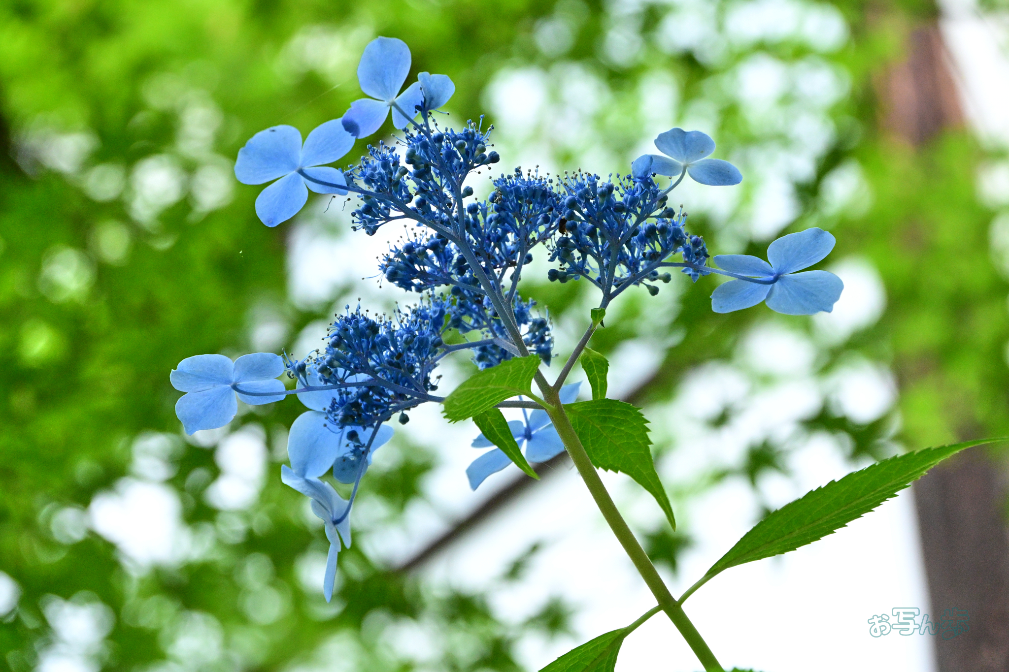 https://www.yaotomi.co.jp/blog/walk/DSC_6707co%2C92%20mm%2CF8%2Ciso4000%28JPEG%29.jpg