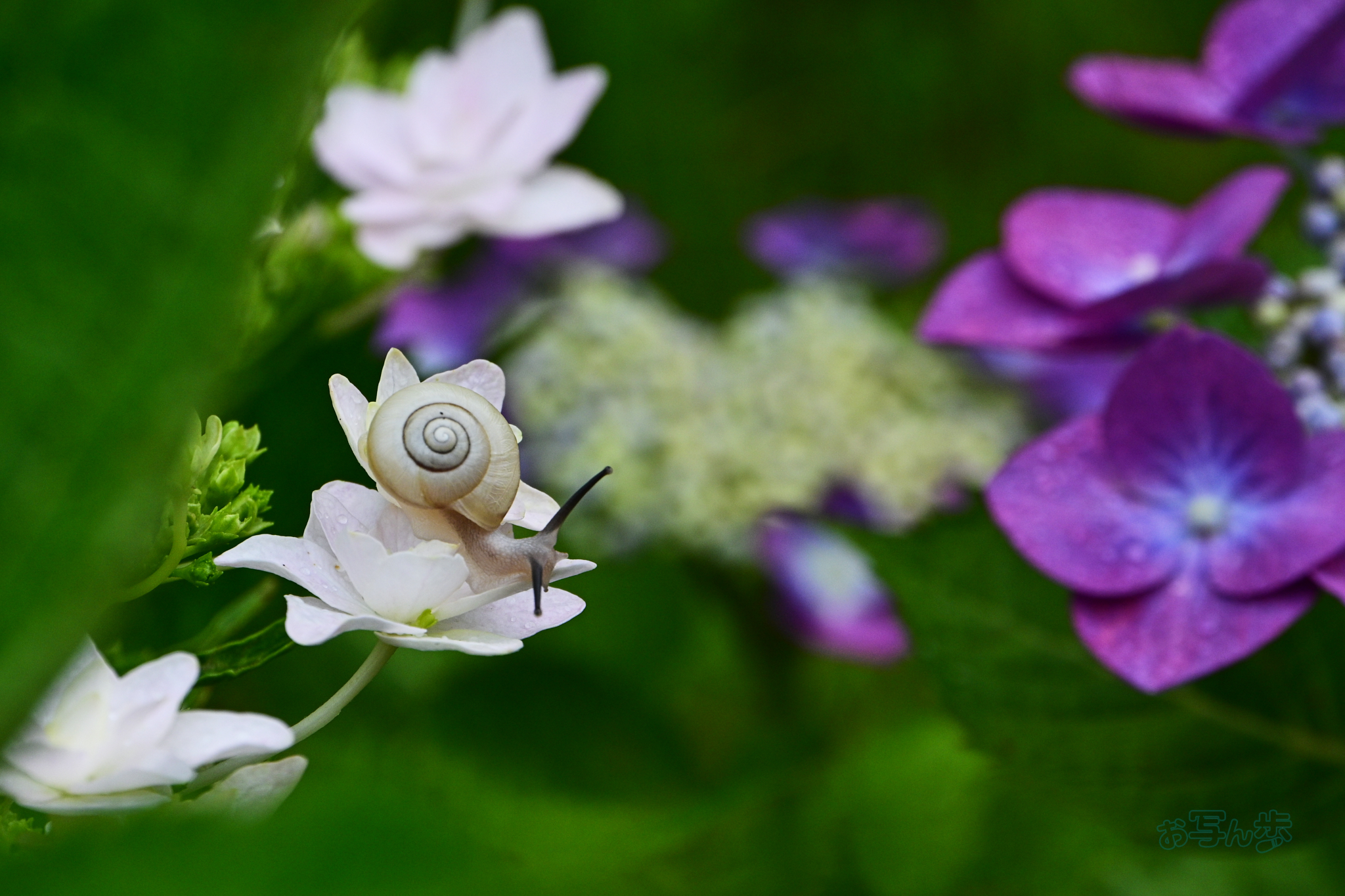 https://www.yaotomi.co.jp/blog/walk/DSC_6912co%2C97%20mm%2CF8%2Ciso360%28JPEG%29.jpg