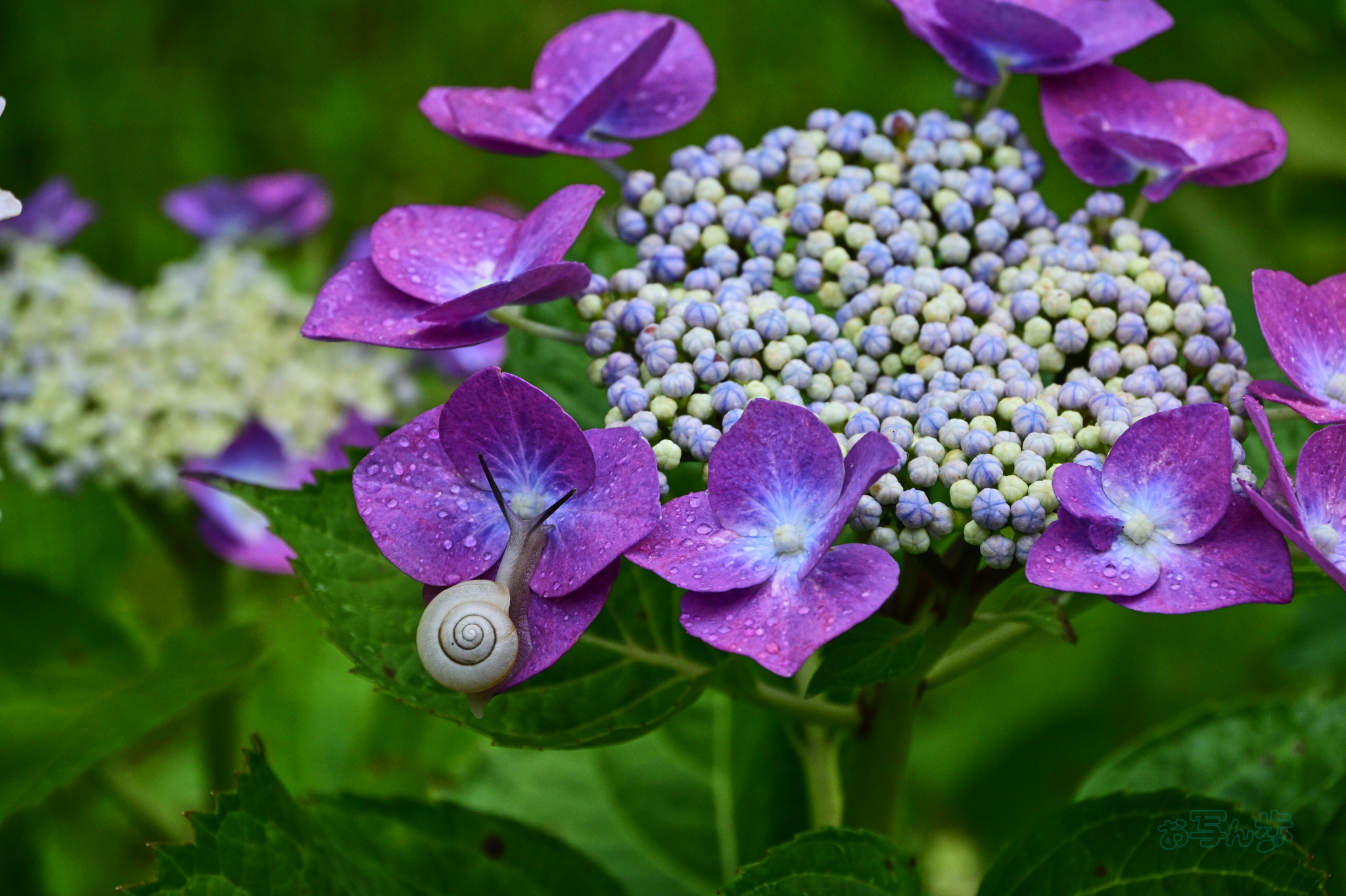 https://www.yaotomi.co.jp/blog/walk/DSC_6981co%2C110%20mm%2CF8%2Ciso720%28JPEG%29.jpg