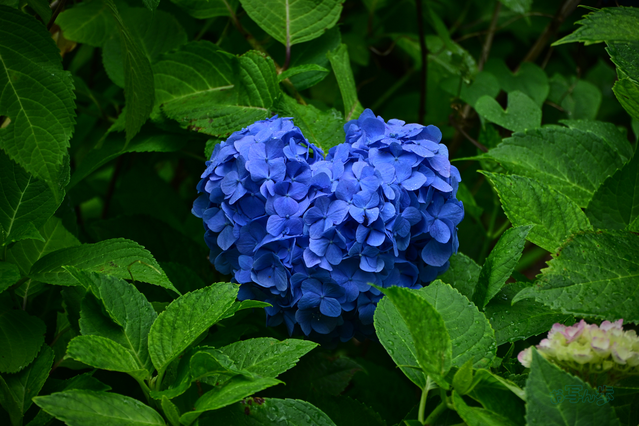 https://www.yaotomi.co.jp/blog/walk/DSC_7098co%2C81%20mm%2CF5.3%2Ciso250%28JPEG%29.jpg