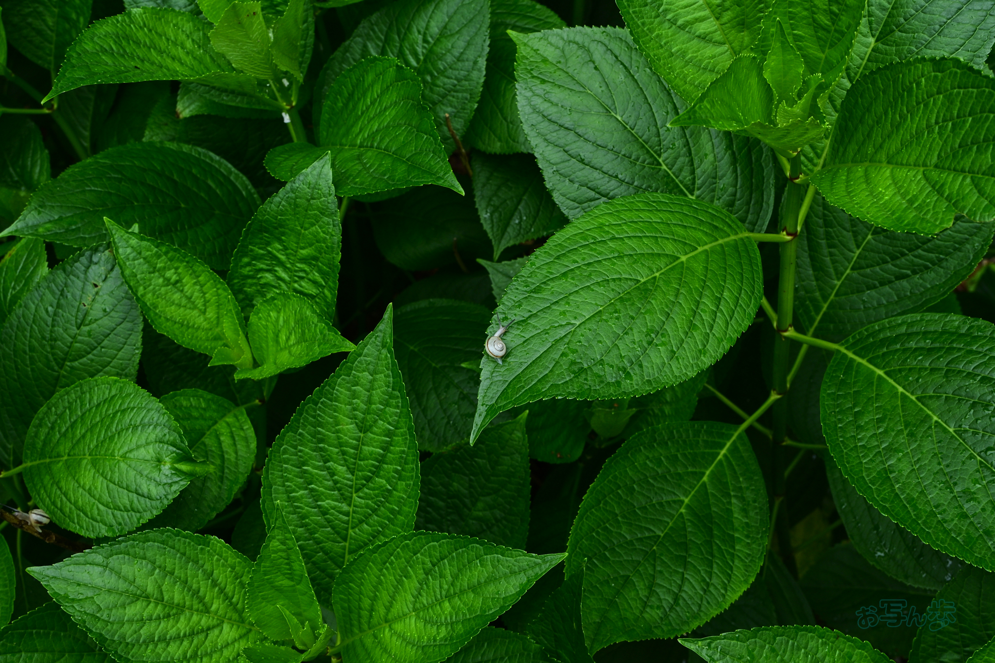 https://www.yaotomi.co.jp/blog/walk/DSC_7134co%2C33%20mm%2CF9%2Ciso360%28JPEG%29.jpg