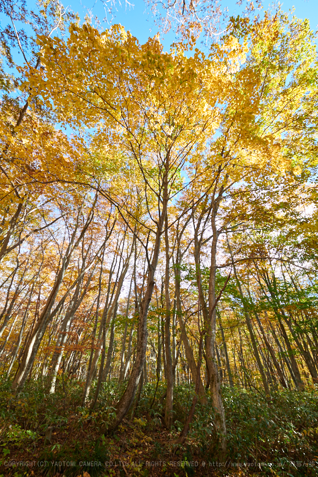 https://www.yaotomi.co.jp/blog/walk/DSC_7390%2C14%20mm%2C17-11-01_yaotomi.jpg