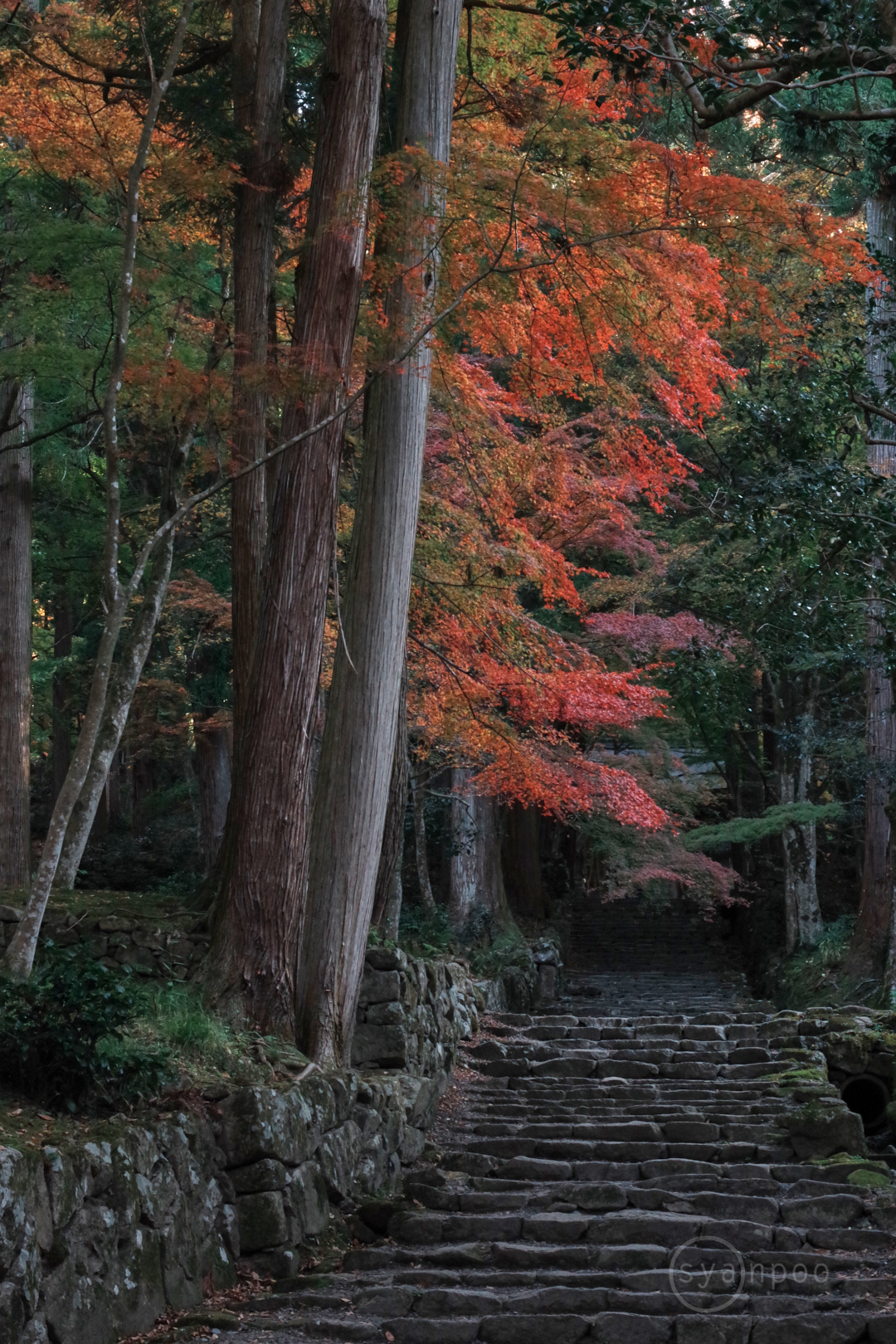 https://www.yaotomi.co.jp/blog/walk/IMGP0291%2C40%20mm%2CF8%2Ciso1600%28JPEG%29.jpg