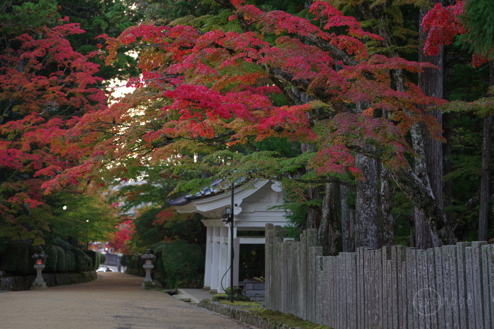 https://www.yaotomi.co.jp/blog/walk/IMGP0603%2C100%20mm%2CF3.2%2Ciso800%28JPEG%29.jpg