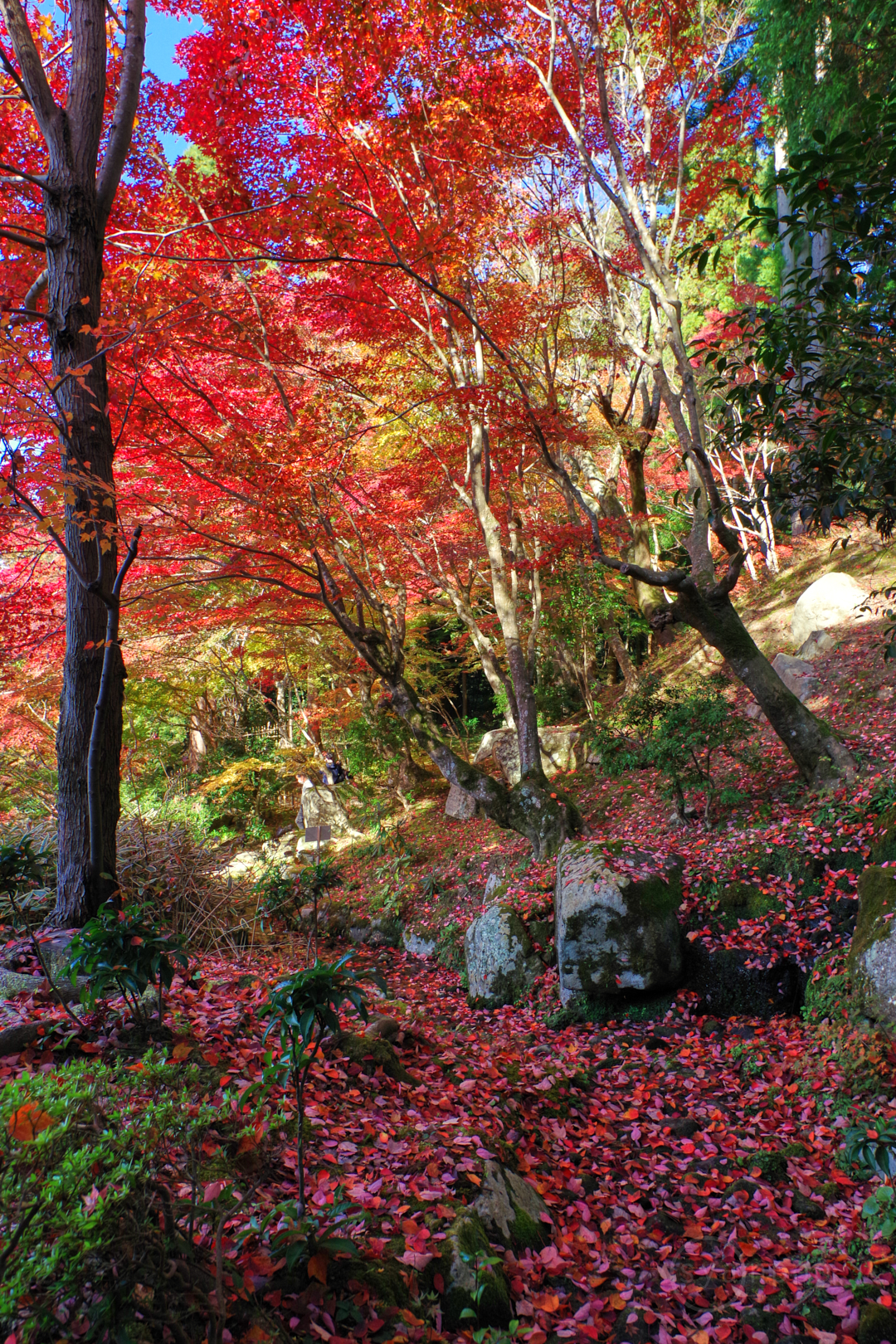 https://www.yaotomi.co.jp/blog/walk/IMGP0637%2C15%20mm%2CF9%2Ciso200%28JPEG%29.jpg