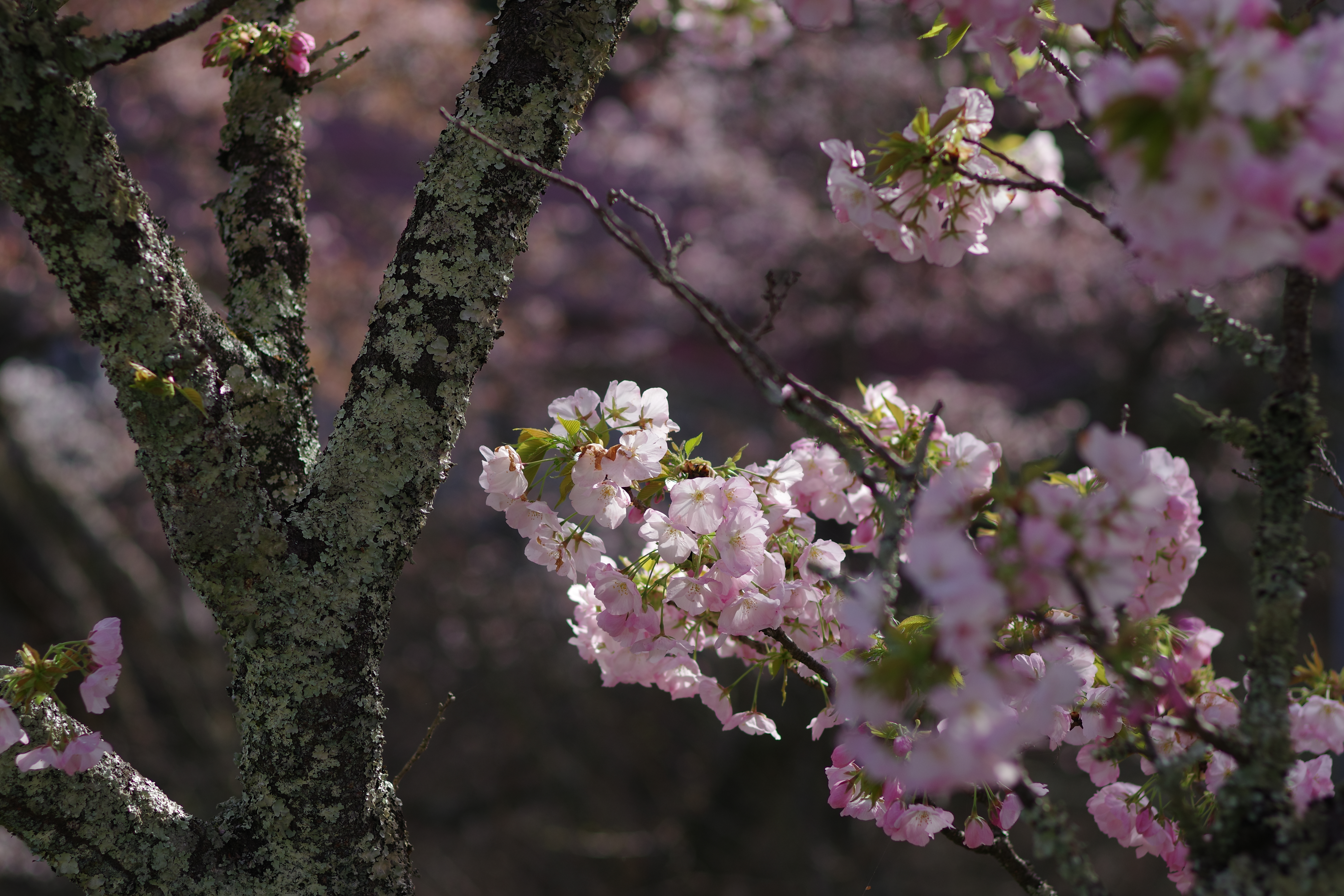 https://www.yaotomi.co.jp/blog/walk/IMGP1257.JPG