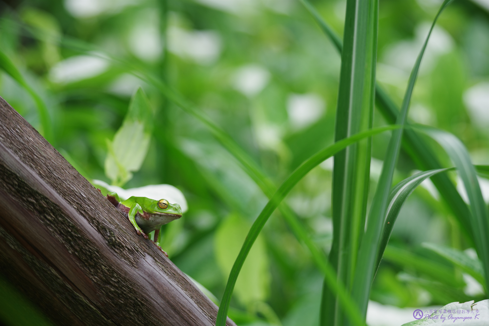 https://www.yaotomi.co.jp/blog/walk/IMGP4029%2C108%20mm%2CF4.5%2Ciso100.jpg