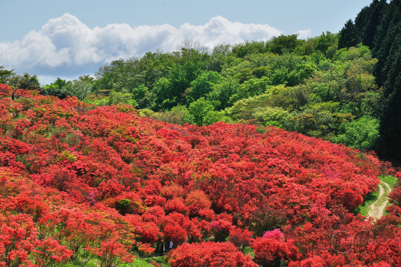 https://www.yaotomi.co.jp/blog/walk/IMGP5514%2C78%20mm%2CF10%2Ciso100%28JPEG%29%201.jpg