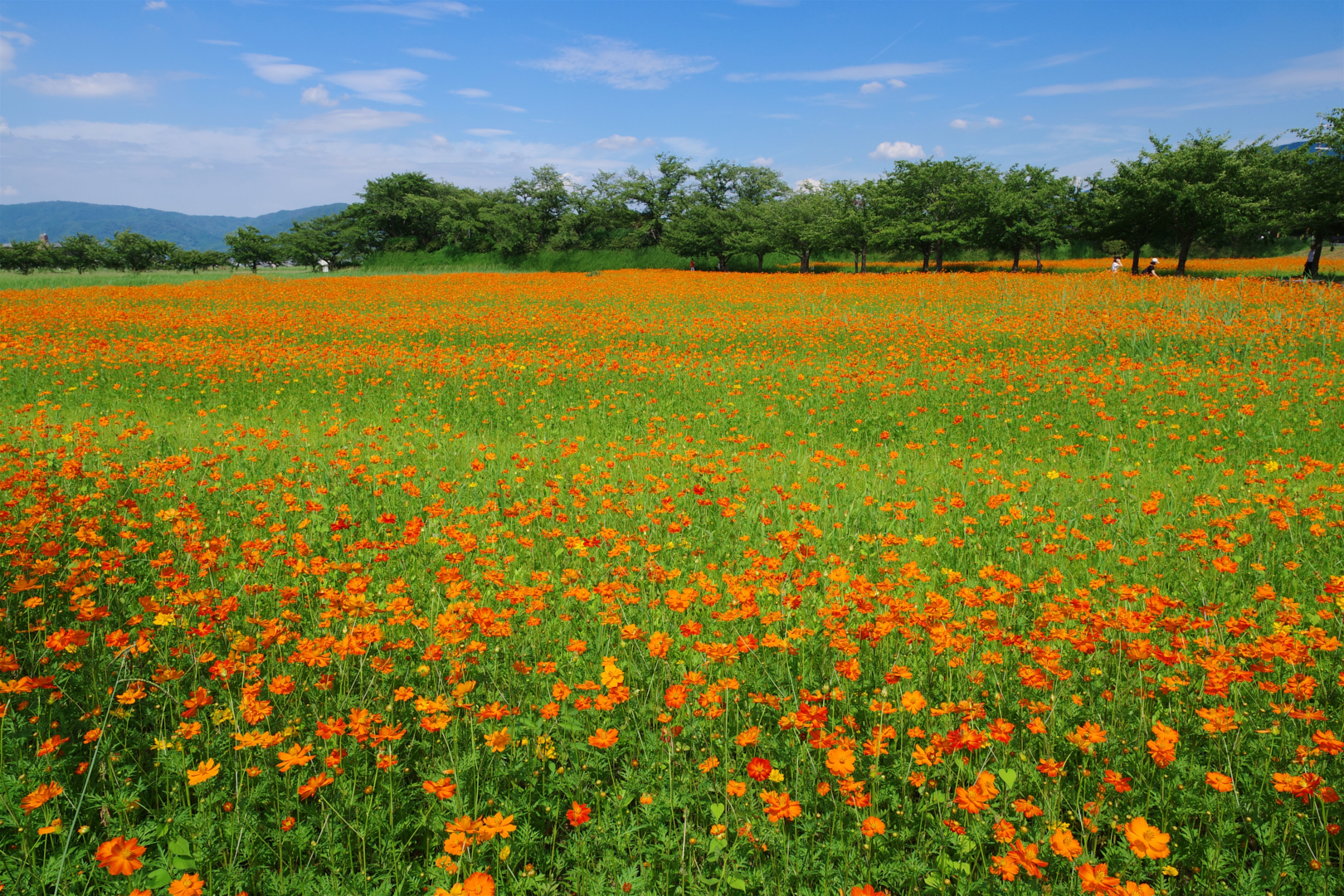 https://www.yaotomi.co.jp/blog/walk/IMGP5745%2C16%20mm%2CF10%2Ciso100.jpg