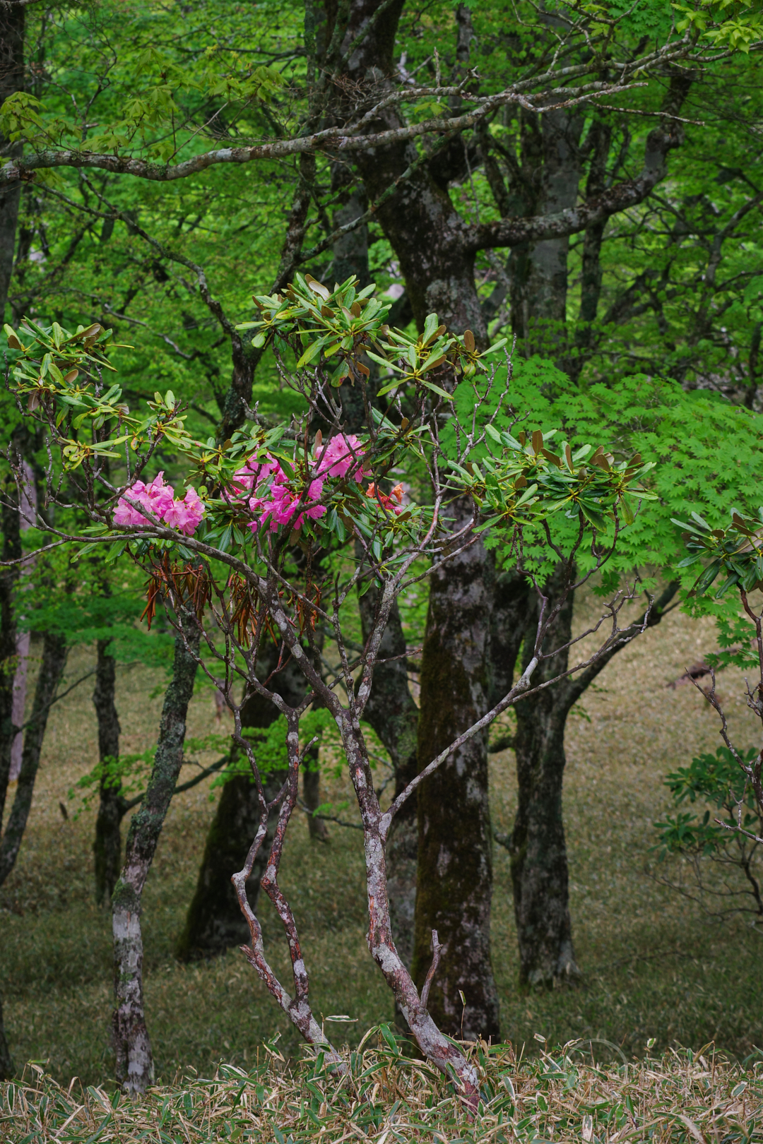 https://www.yaotomi.co.jp/blog/walk/IMGP6022%2C78%20mm%2CF8%2Ciso320%28JPEG%29.jpg