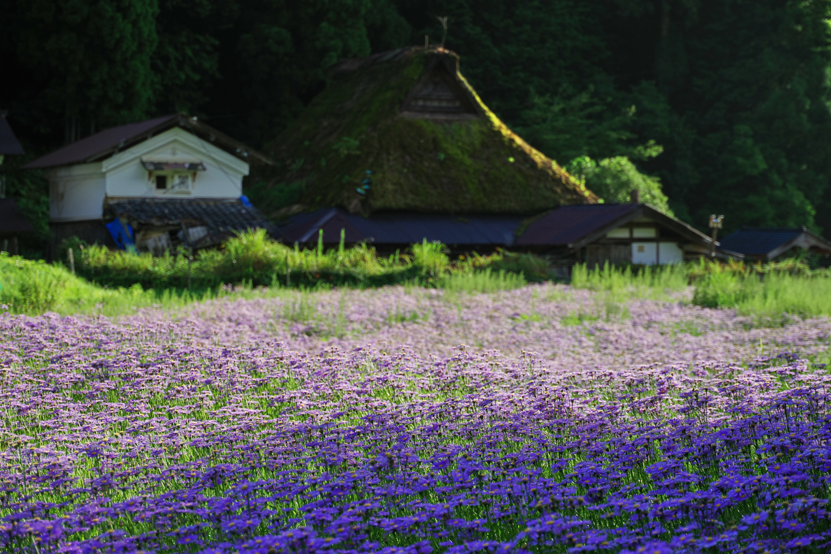 https://www.yaotomi.co.jp/blog/walk/IMGP6049%2C50%20mm%2CF2.8%2Ciso100%201.jpg