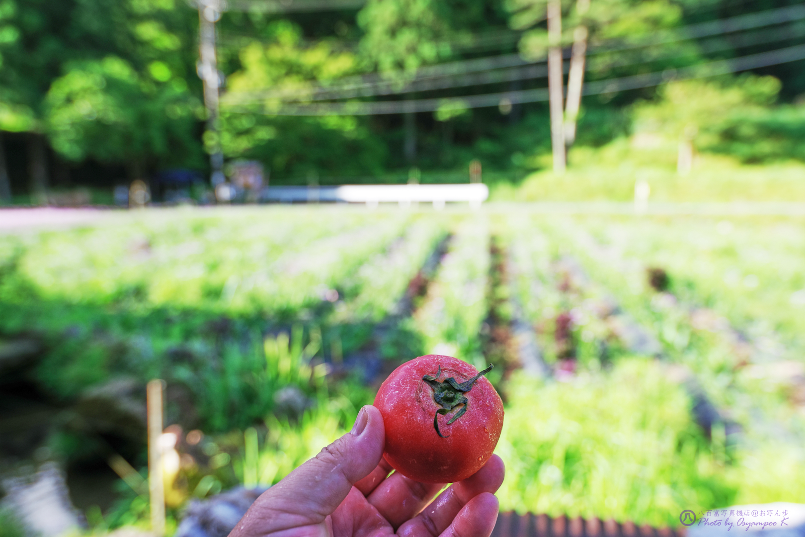 https://www.yaotomi.co.jp/blog/walk/IMGP6063%2C16%20mm%2CF2.8%2Ciso100.jpg