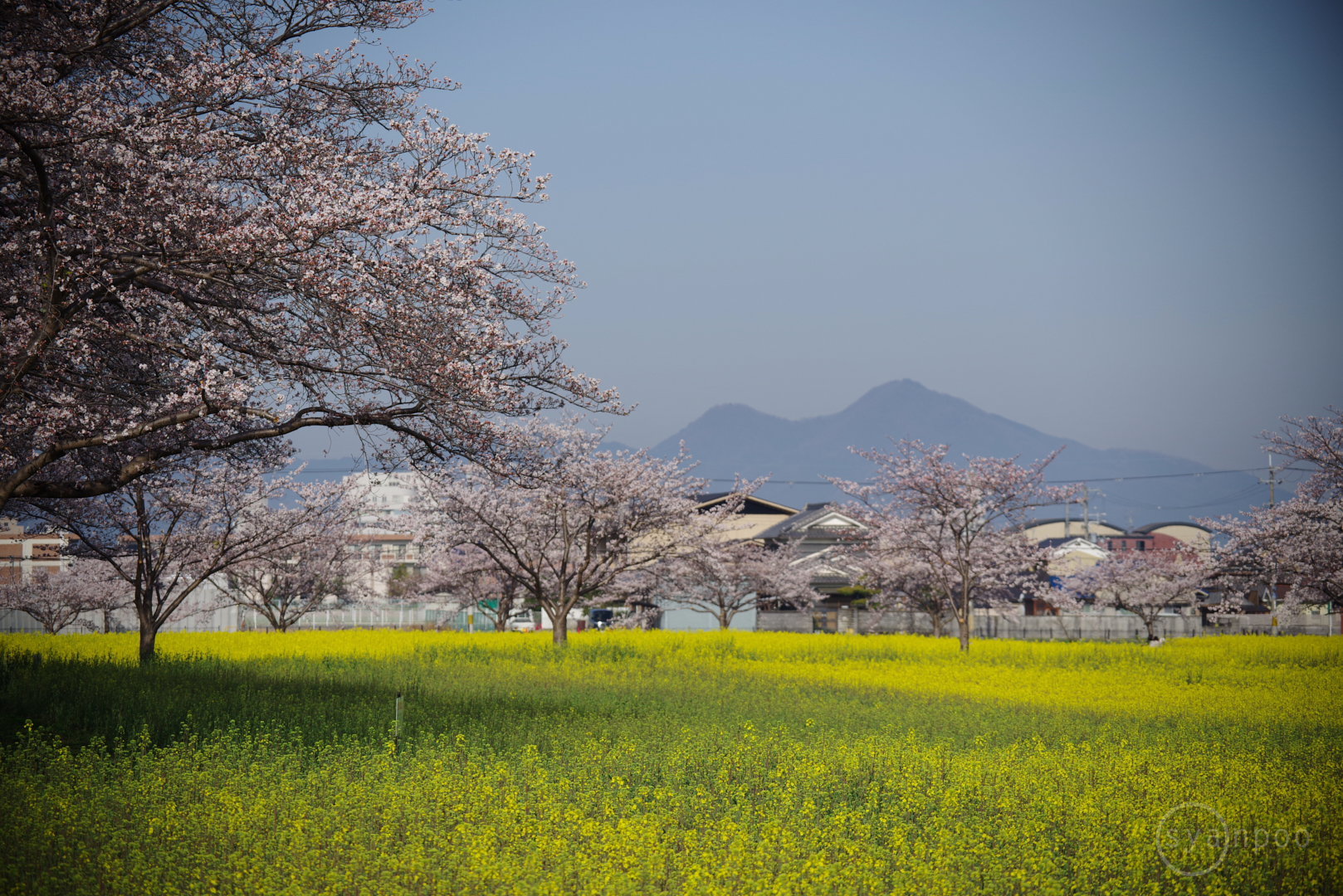 https://www.yaotomi.co.jp/blog/walk/IMGP9756%2C120%20mm%2CF5.6%2Ciso100%28JPEG%29.jpg