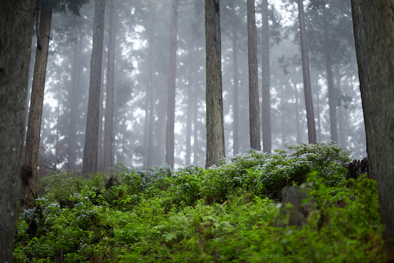 https://www.yaotomi.co.jp/blog/walk/IMG_0002_105%20mm%28F1.4%29iso100_2018yaotomi%201.jpg