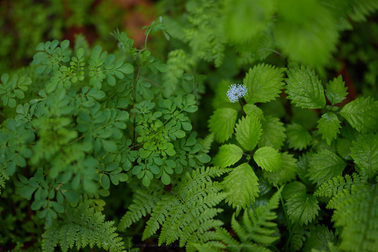 https://www.yaotomi.co.jp/blog/walk/IMG_0026_105%20mm%28F1.4%29iso800_2018yaotomi.jpg