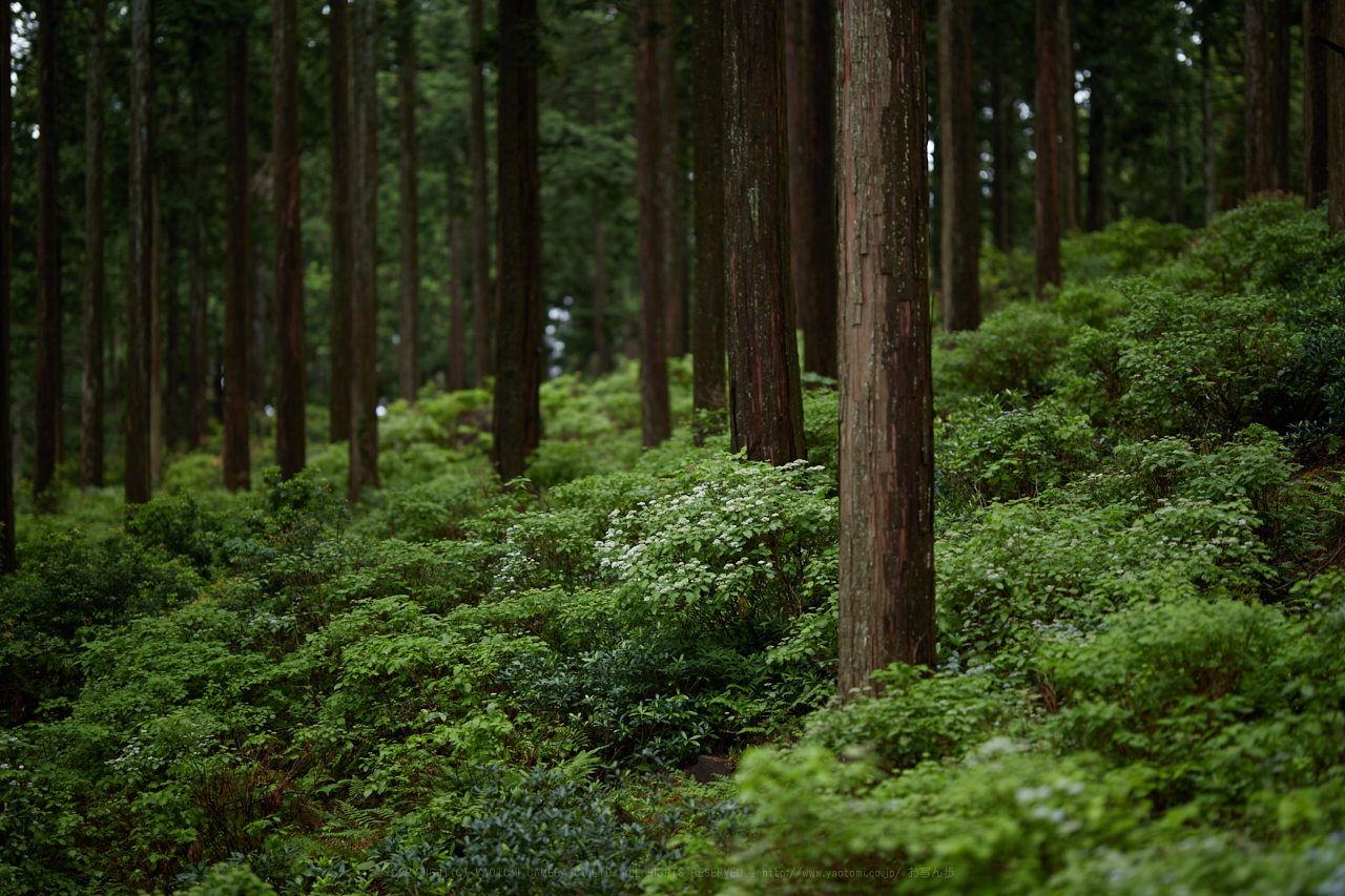 https://www.yaotomi.co.jp/blog/walk/IMG_0093_105%20mm%28F1.4%29iso100_2018yaotomi.jpg