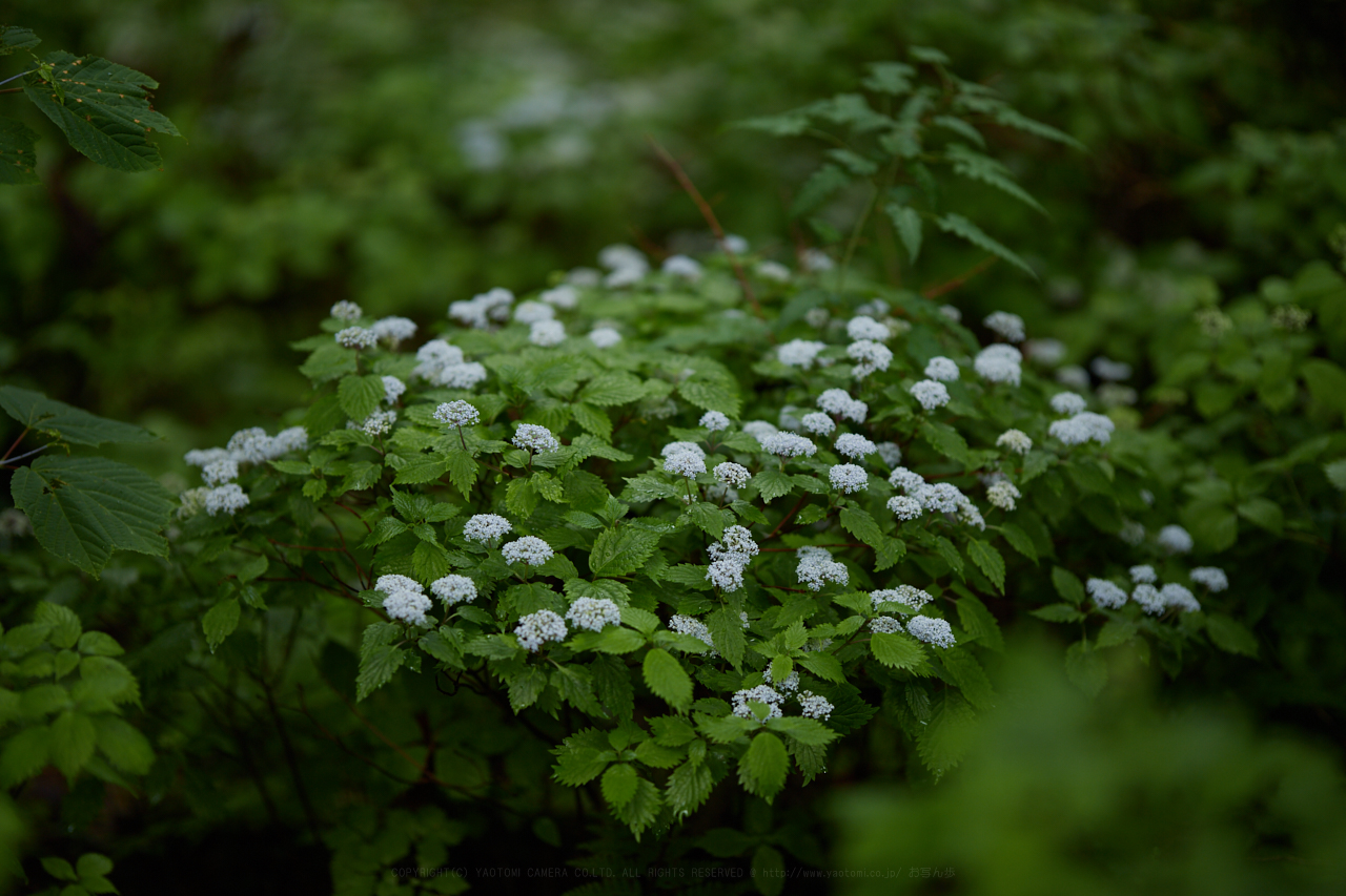 https://www.yaotomi.co.jp/blog/walk/IMG_0118_105%20mm%28F1.4%29iso100_2018yaotomi%201.jpg