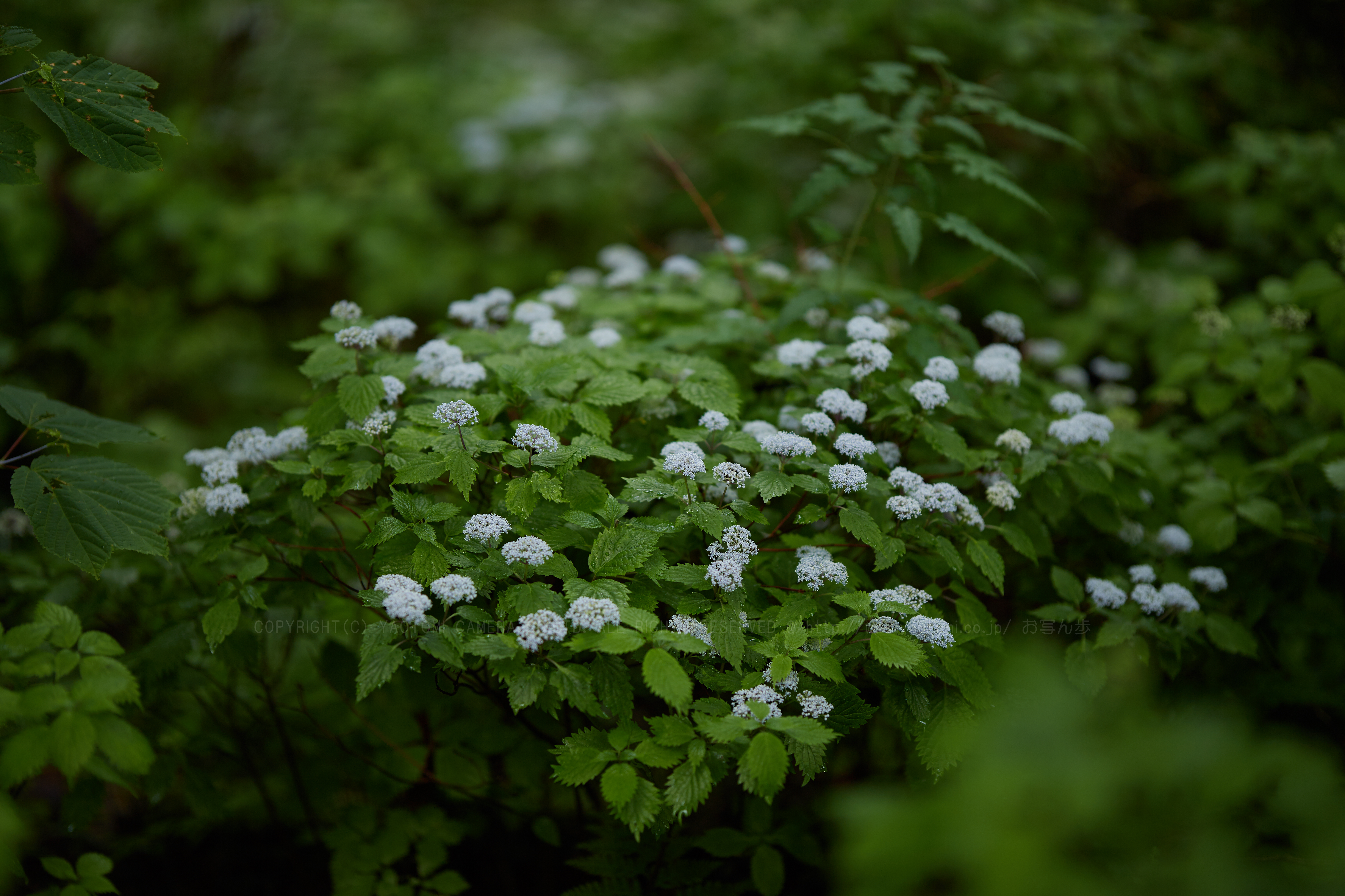 https://www.yaotomi.co.jp/blog/walk/IMG_0118_105%20mm%28F1.4%29iso100_2018yaotomi.jpg