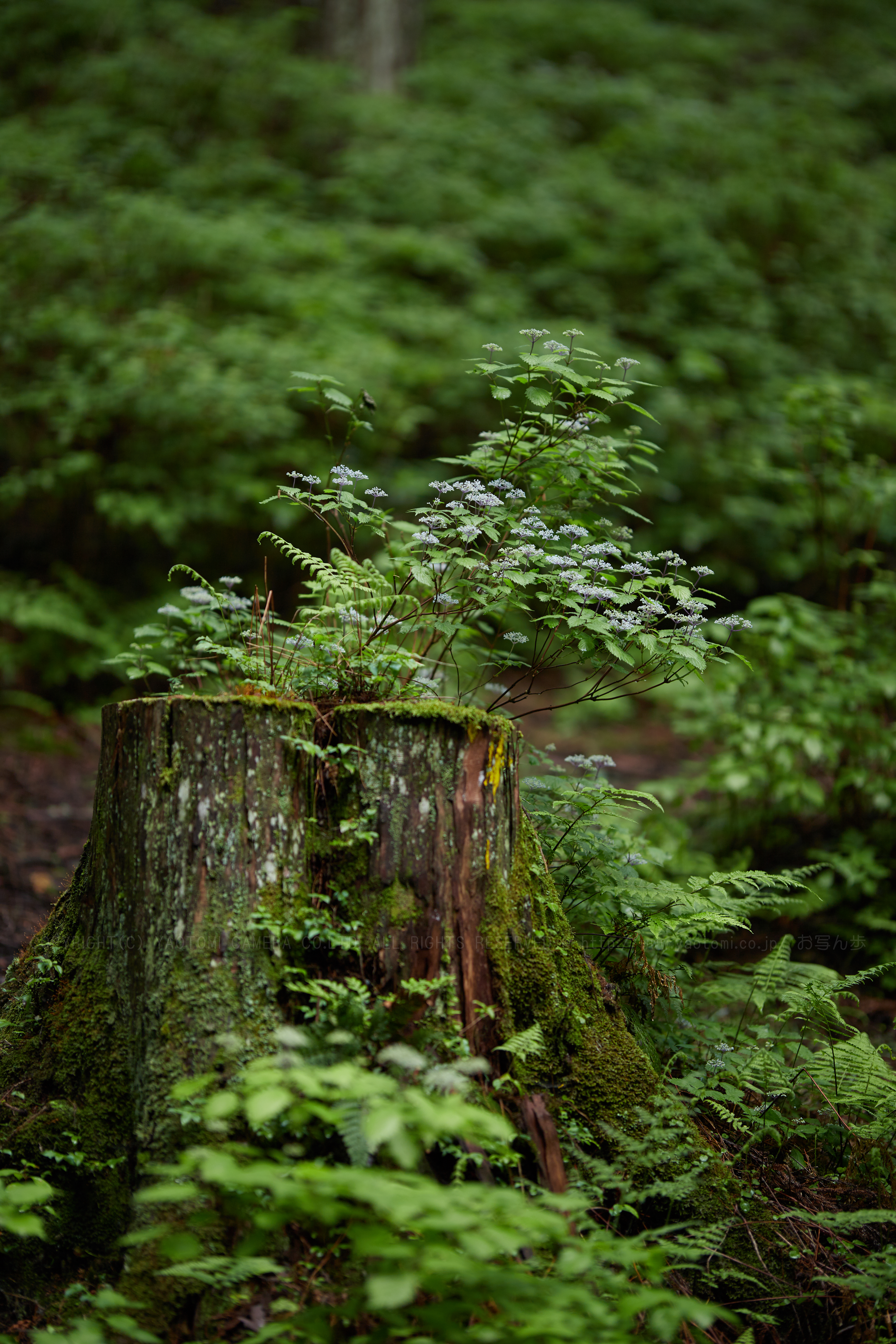 https://www.yaotomi.co.jp/blog/walk/IMG_0135_105%20mm%28F1.4%29iso100_2018yaotomi%201.jpg