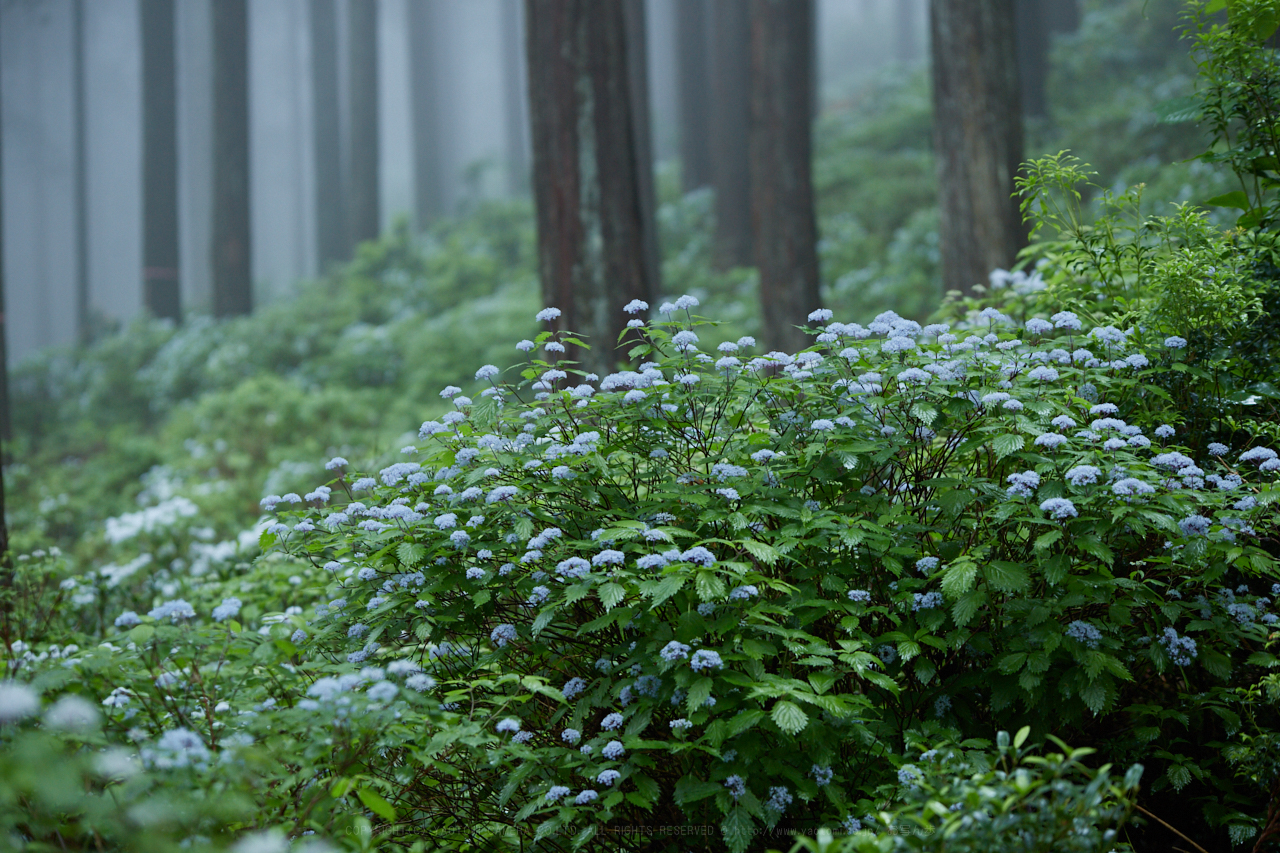 https://www.yaotomi.co.jp/blog/walk/IMG_0260_106%20mm%28F4%29iso400_2018yaotomi.jpg