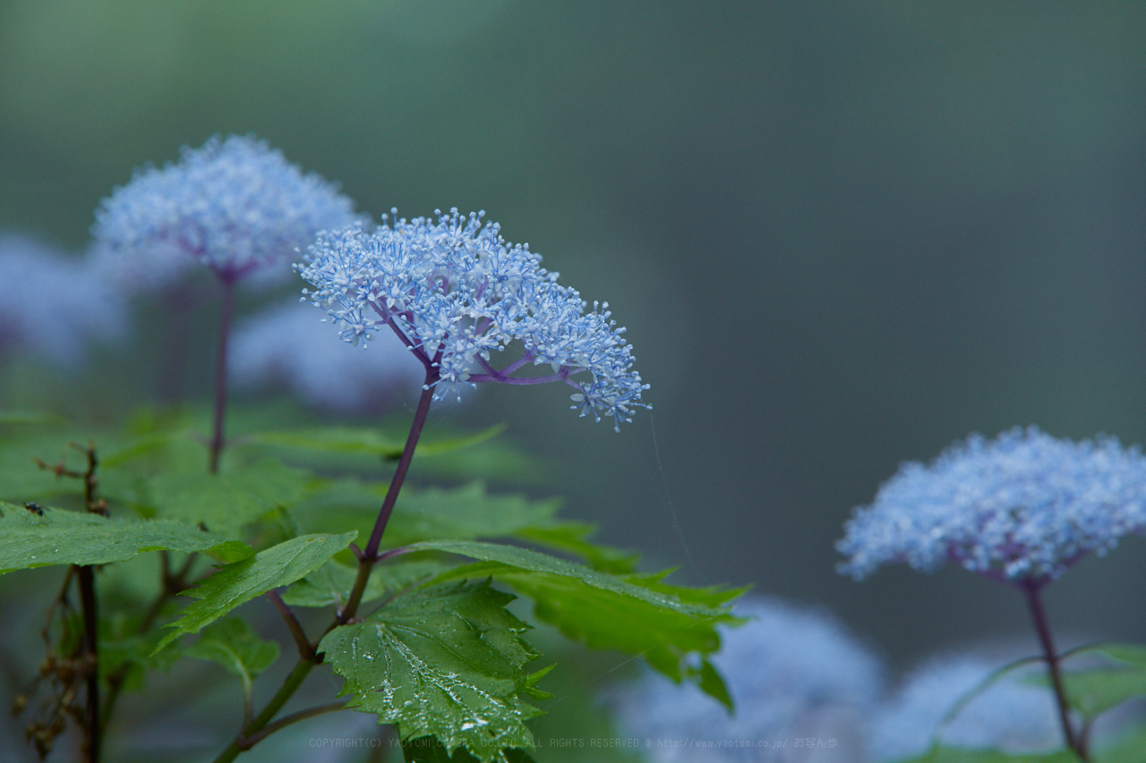 https://www.yaotomi.co.jp/blog/walk/IMG_0287_210%20mm%28F10%29iso400_2018yaotomi.jpg