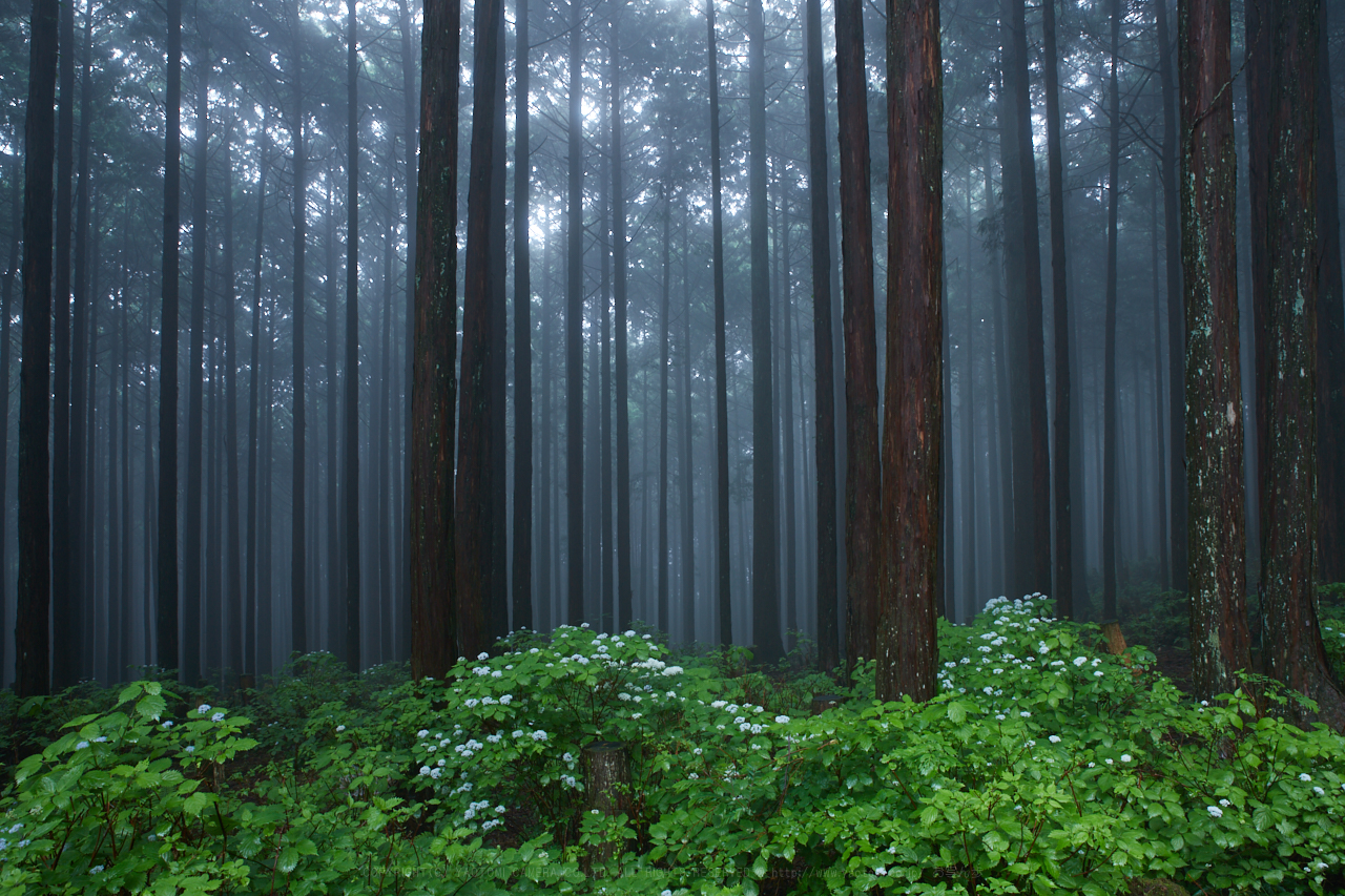 https://www.yaotomi.co.jp/blog/walk/IMG_0302_24%20mm%28F10%29iso100_2018yaotomi%201.jpg