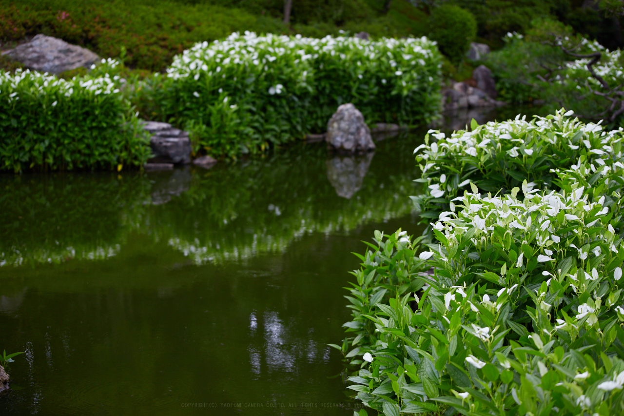 https://www.yaotomi.co.jp/blog/walk/IMG_0364_80%20mm%28F4%29iso100_2018yaotomi%201.jpg