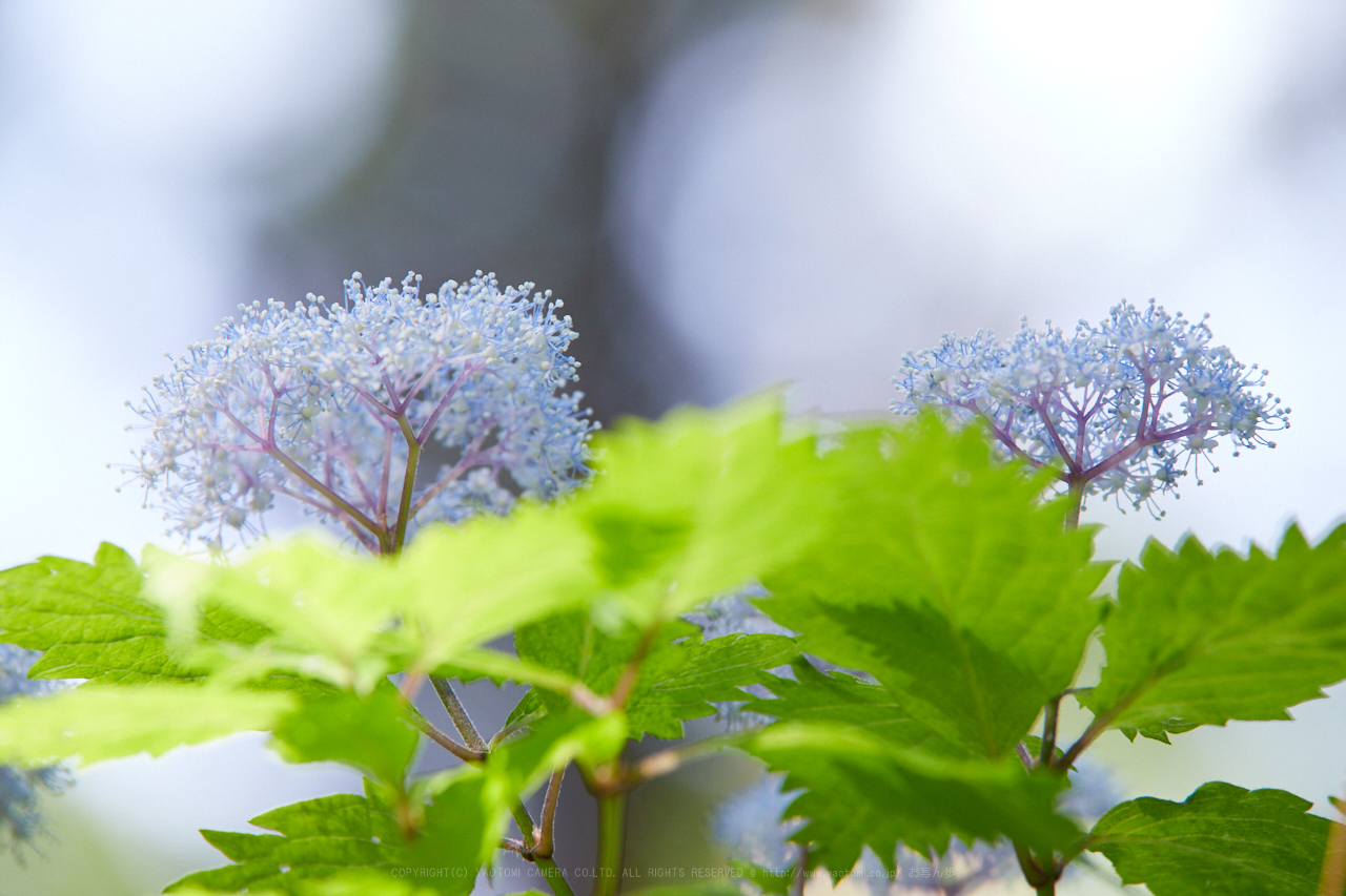 https://www.yaotomi.co.jp/blog/walk/IMG_0504_210%20mm%28F7.1%29iso800_2018yaotomi.jpg