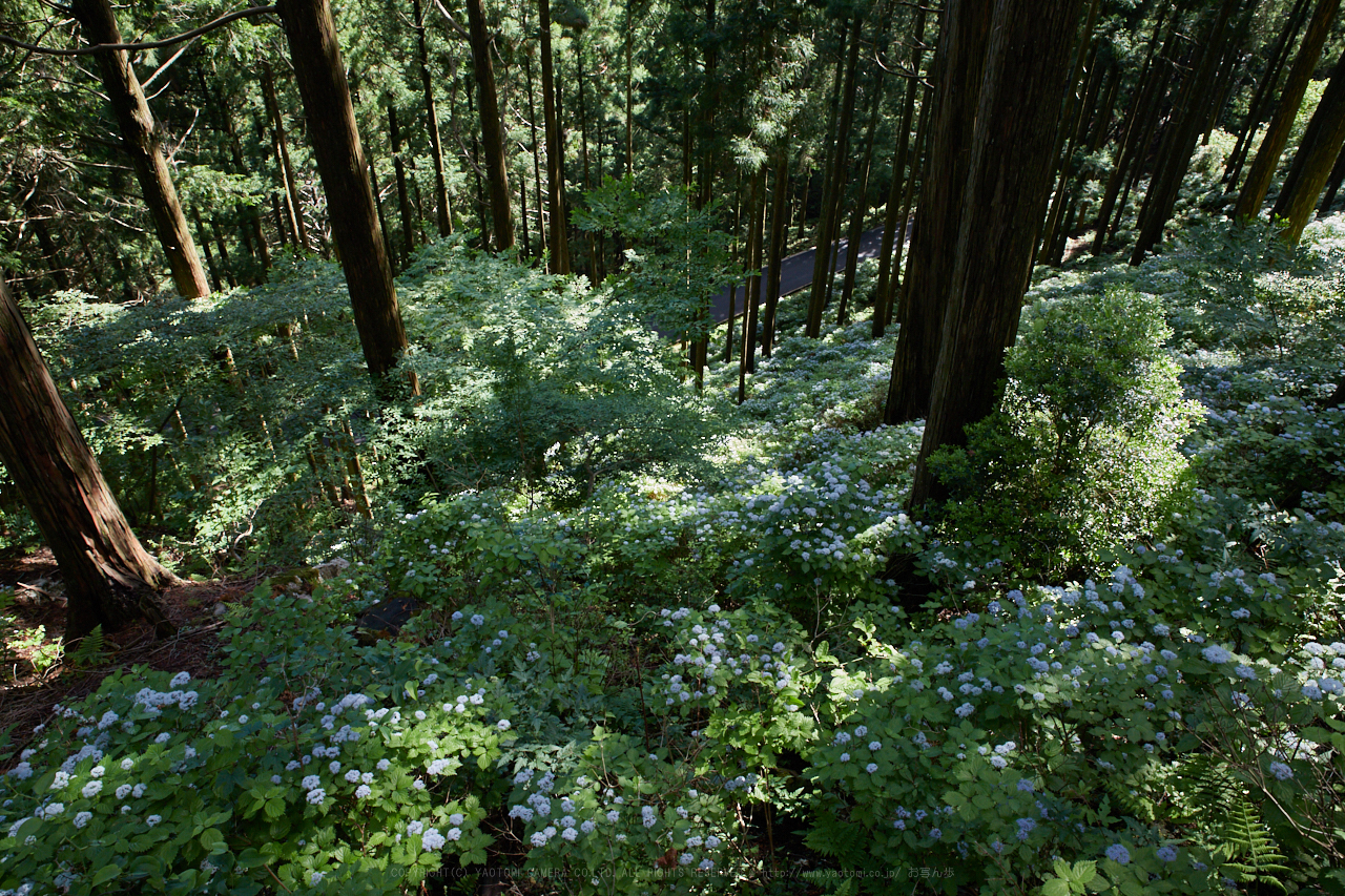 https://www.yaotomi.co.jp/blog/walk/IMG_0516_24%20mm%28F8%29iso640_2018yaotomi.jpg