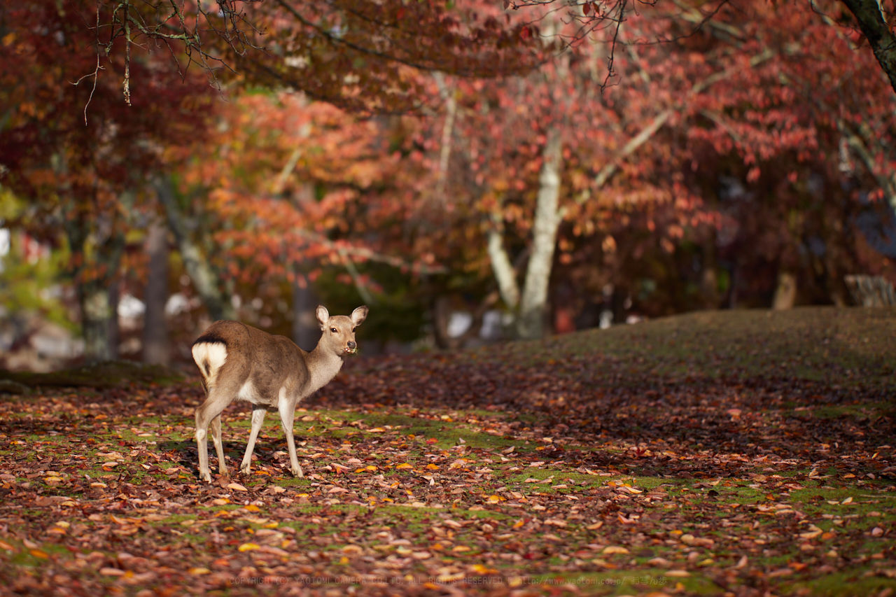 https://www.yaotomi.co.jp/blog/walk/IMG_0525%2C135%20mm1.8_yaotomi.jpg