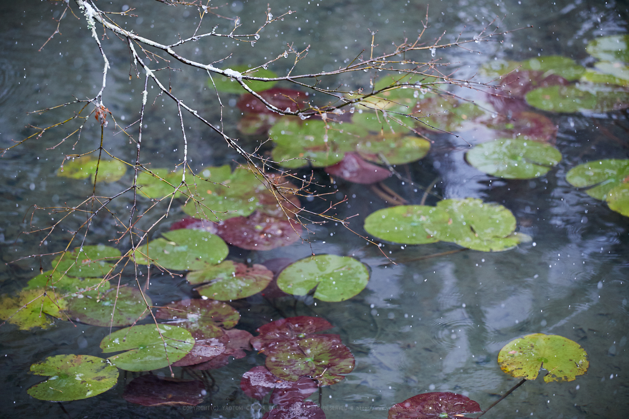 https://www.yaotomi.co.jp/blog/walk/IMG_1026_101%20mm%28F2.8%29iso800_2018yaotomi.jpg