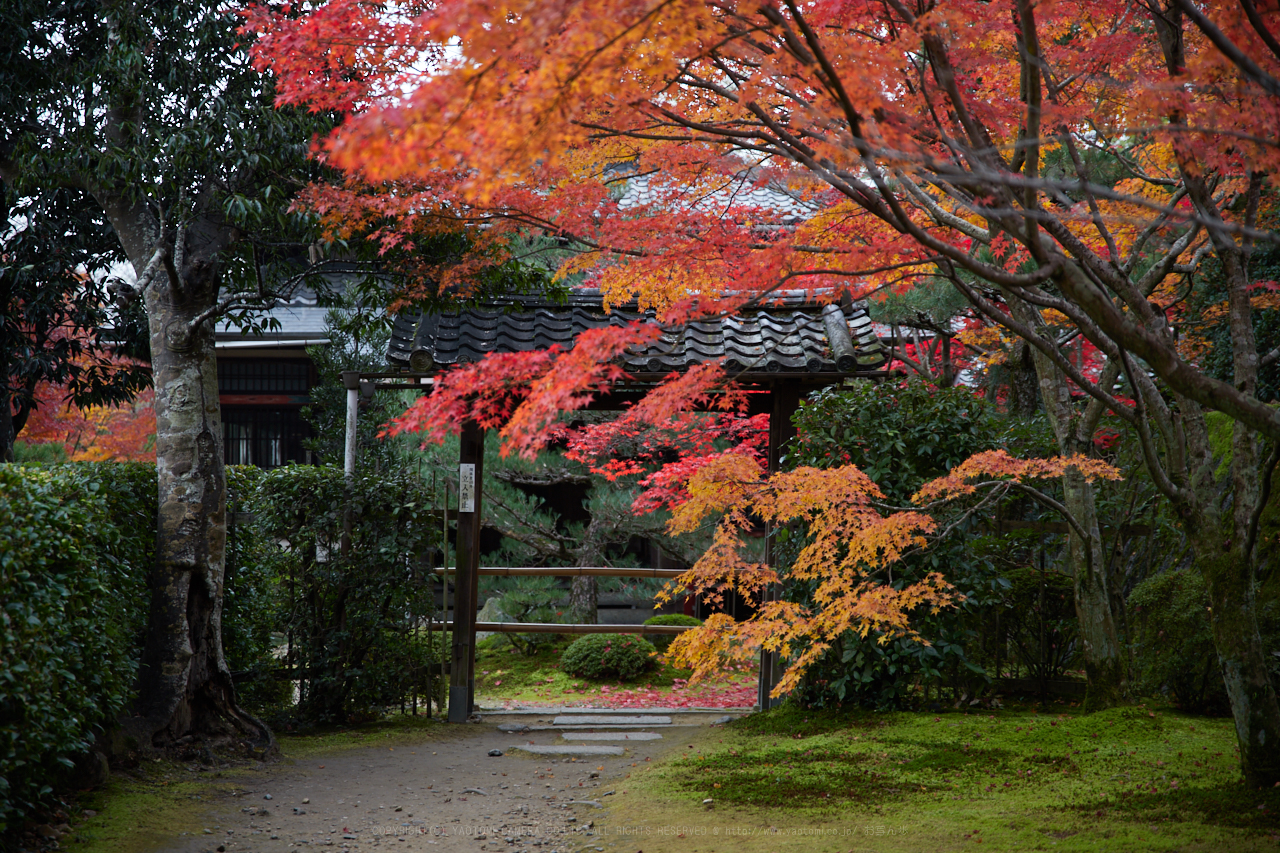 https://www.yaotomi.co.jp/blog/walk/IMG_1064%2C70%20mm2.8_yaotomi.jpg