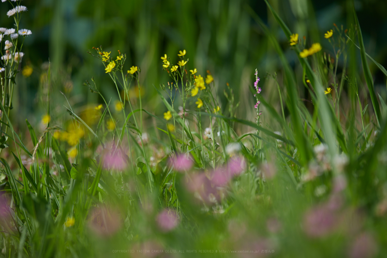 https://www.yaotomi.co.jp/blog/walk/IMG_1268_330%20mm%28F6.3%29iso100_2018yaotomi.jpg