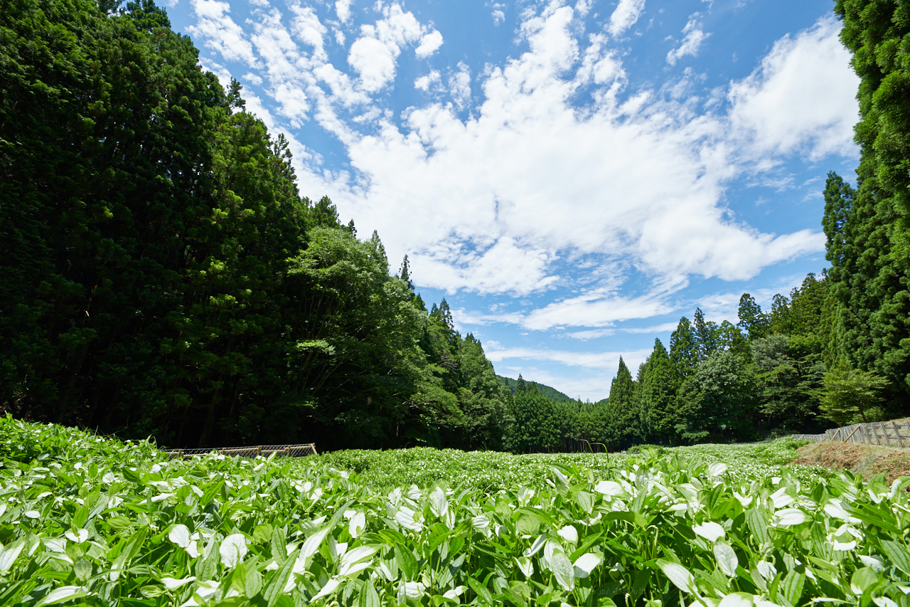 https://www.yaotomi.co.jp/blog/walk/IMG_1388_14%20mm%28F10%29iso100_2018yaotomi.jpg