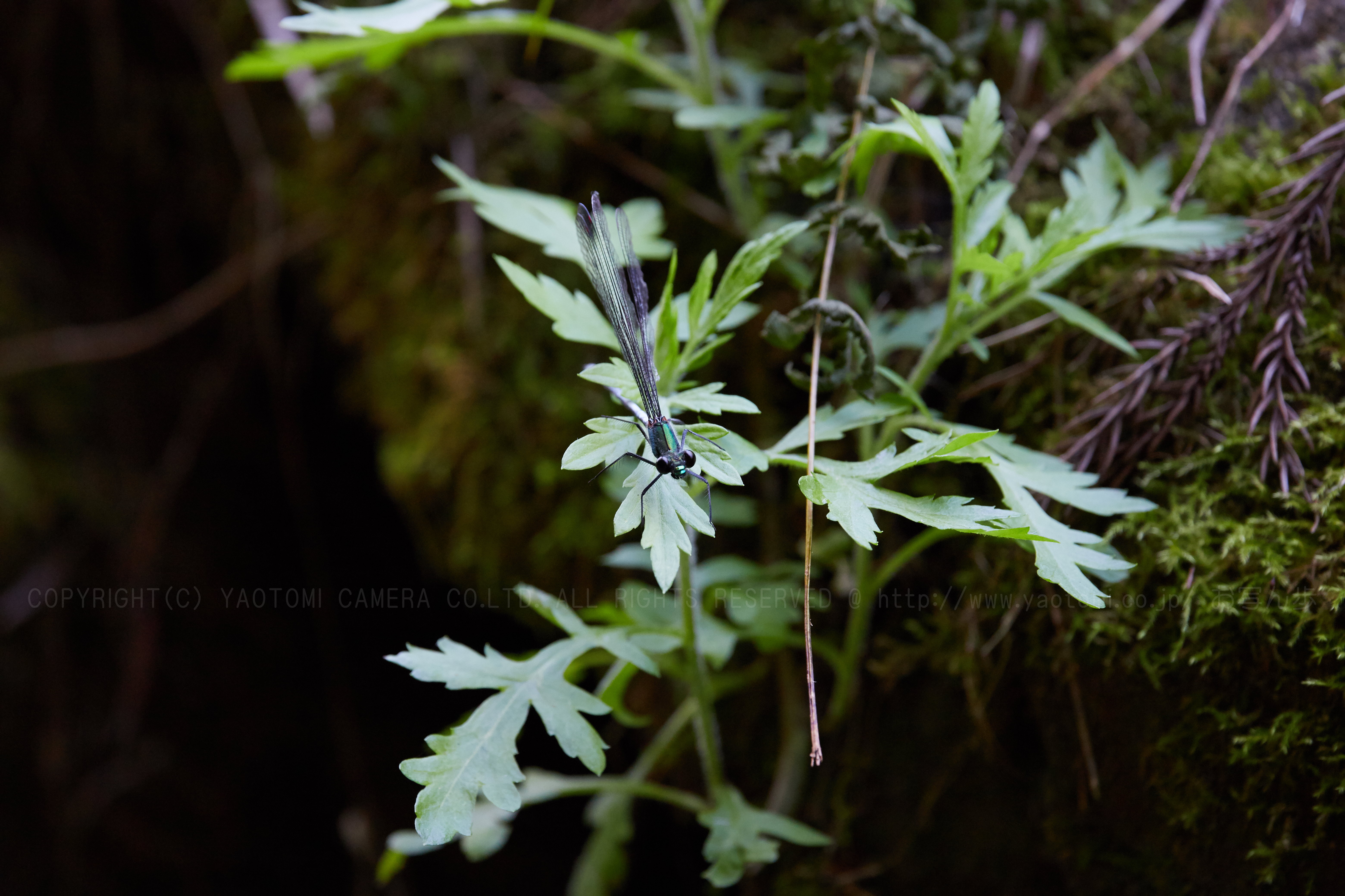 https://www.yaotomi.co.jp/blog/walk/IMG_1398_361%20mm%28F6.3%29iso1600_2018yaotomi%201.jpg