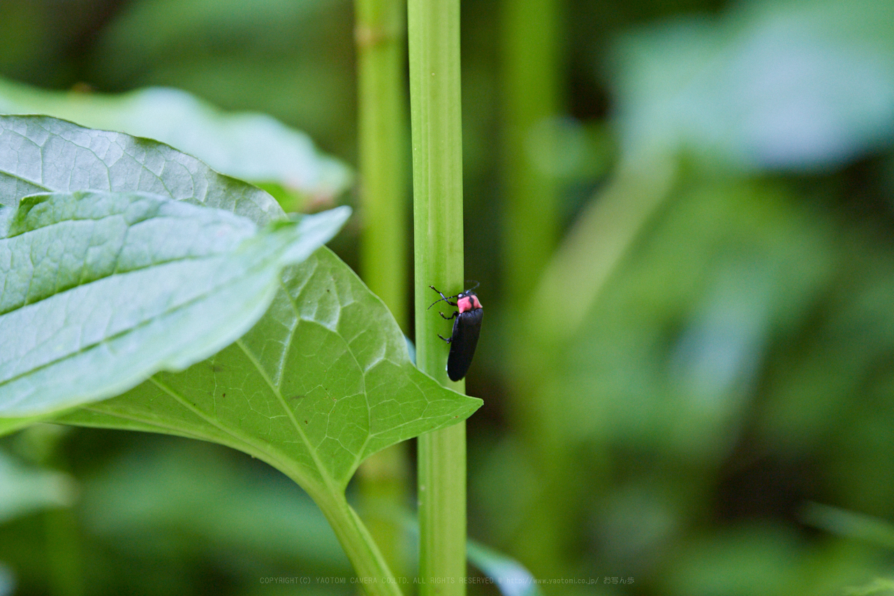 https://www.yaotomi.co.jp/blog/walk/IMG_1407_400%20mm%28F6.3%29iso1600_2018yaotomi.jpg