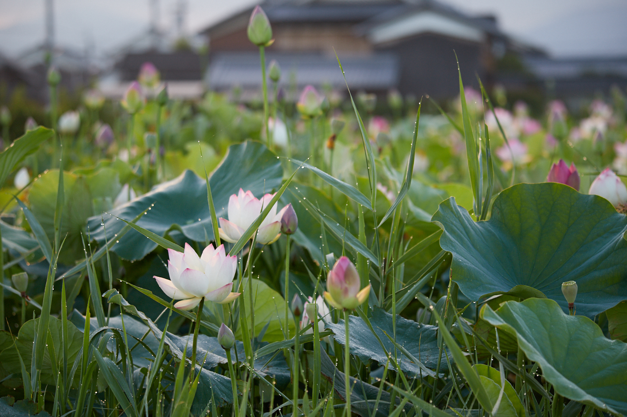 https://www.yaotomi.co.jp/blog/walk/IMG_1459_154%20mm%28F5.6%29iso200_2018yaotomi.jpg