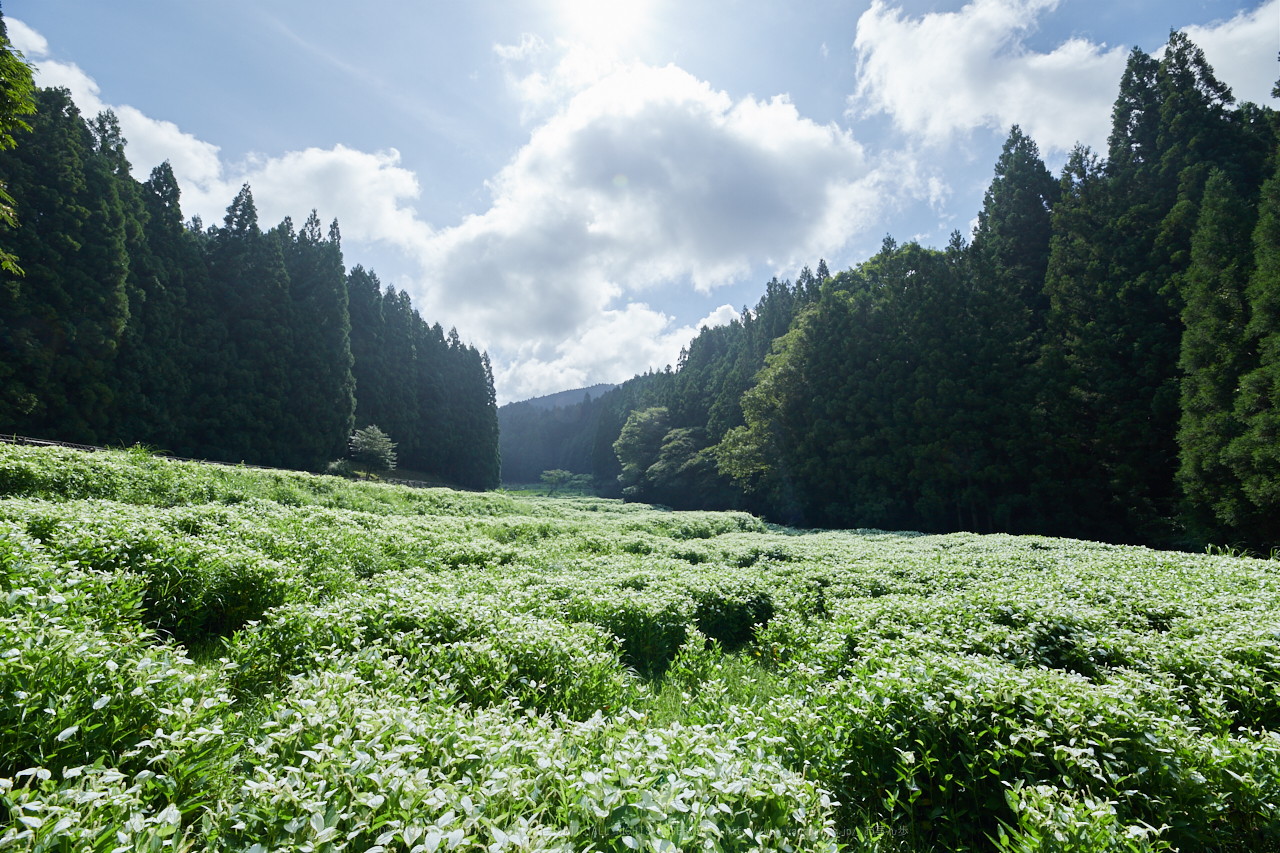 https://www.yaotomi.co.jp/blog/walk/IMG_1610_14%20mm%28F10%29iso100_2018yaotomi.jpg