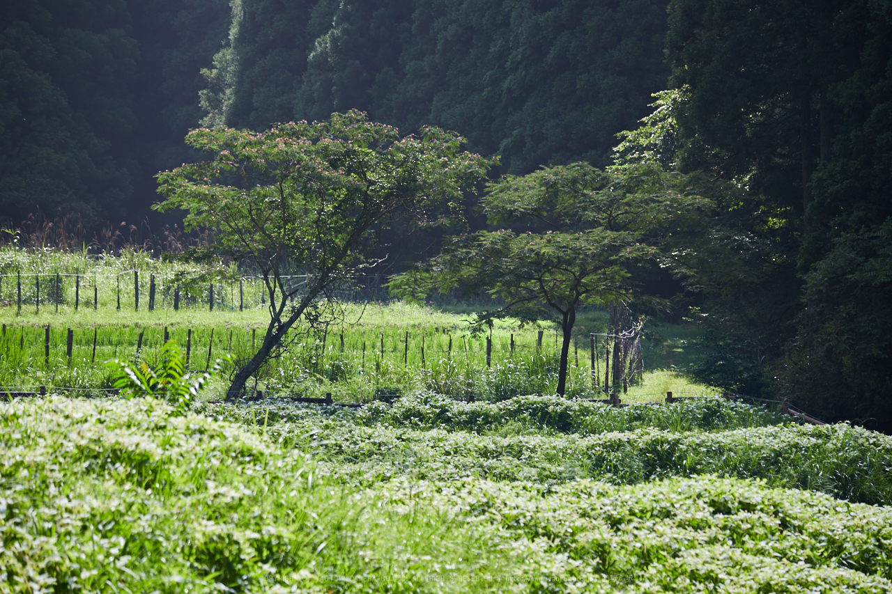 https://www.yaotomi.co.jp/blog/walk/IMG_1621_213%20mm%28F6.3%29iso100_2018yaotomi.jpg