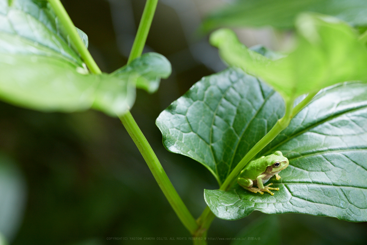 https://www.yaotomi.co.jp/blog/walk/IMG_1650_90%20mm%28F4.5%29iso400_2018yaotomi.jpg