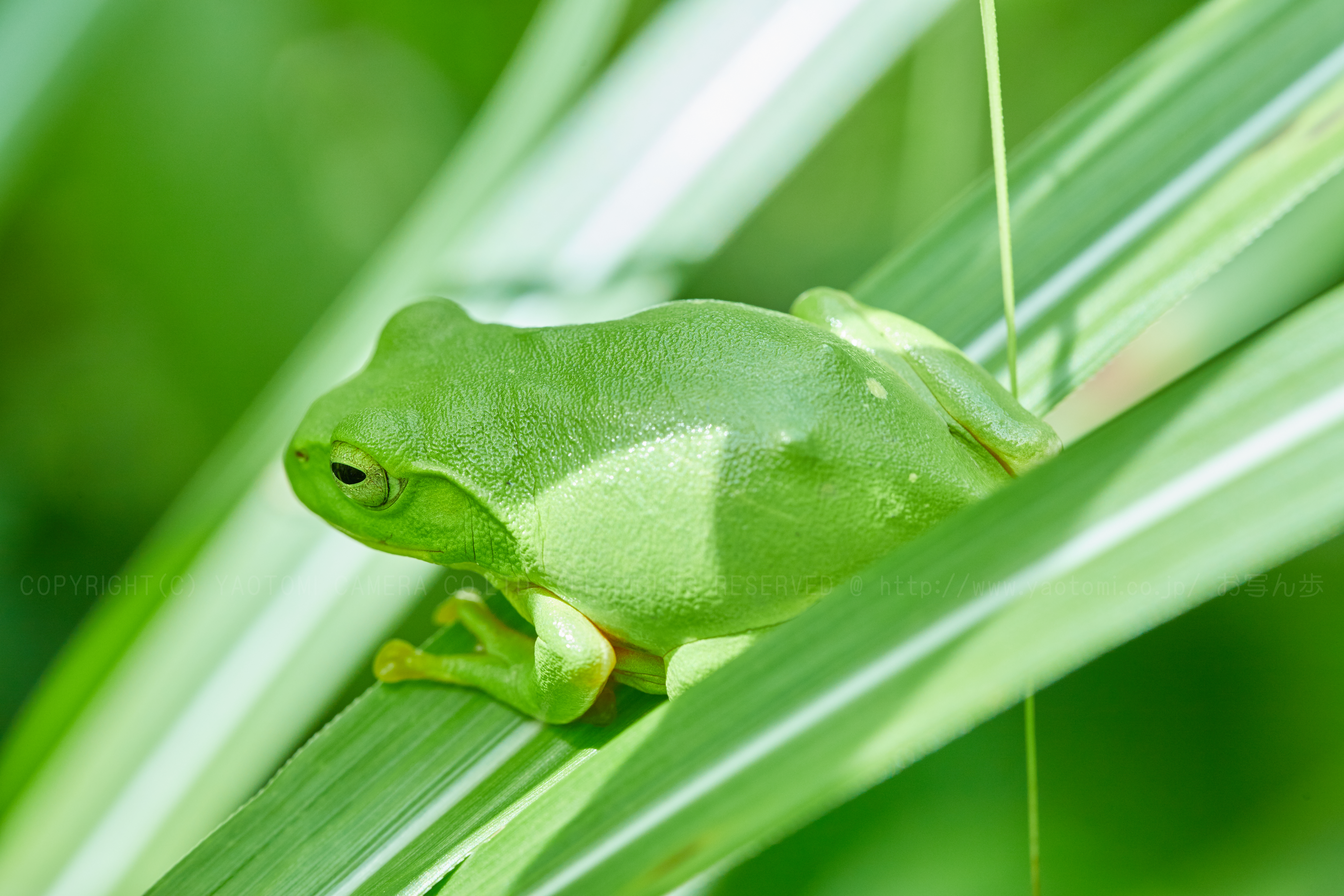 https://www.yaotomi.co.jp/blog/walk/IMG_1687_90%20mm%28F7.1%29iso500_2018yaotomi%201.jpg