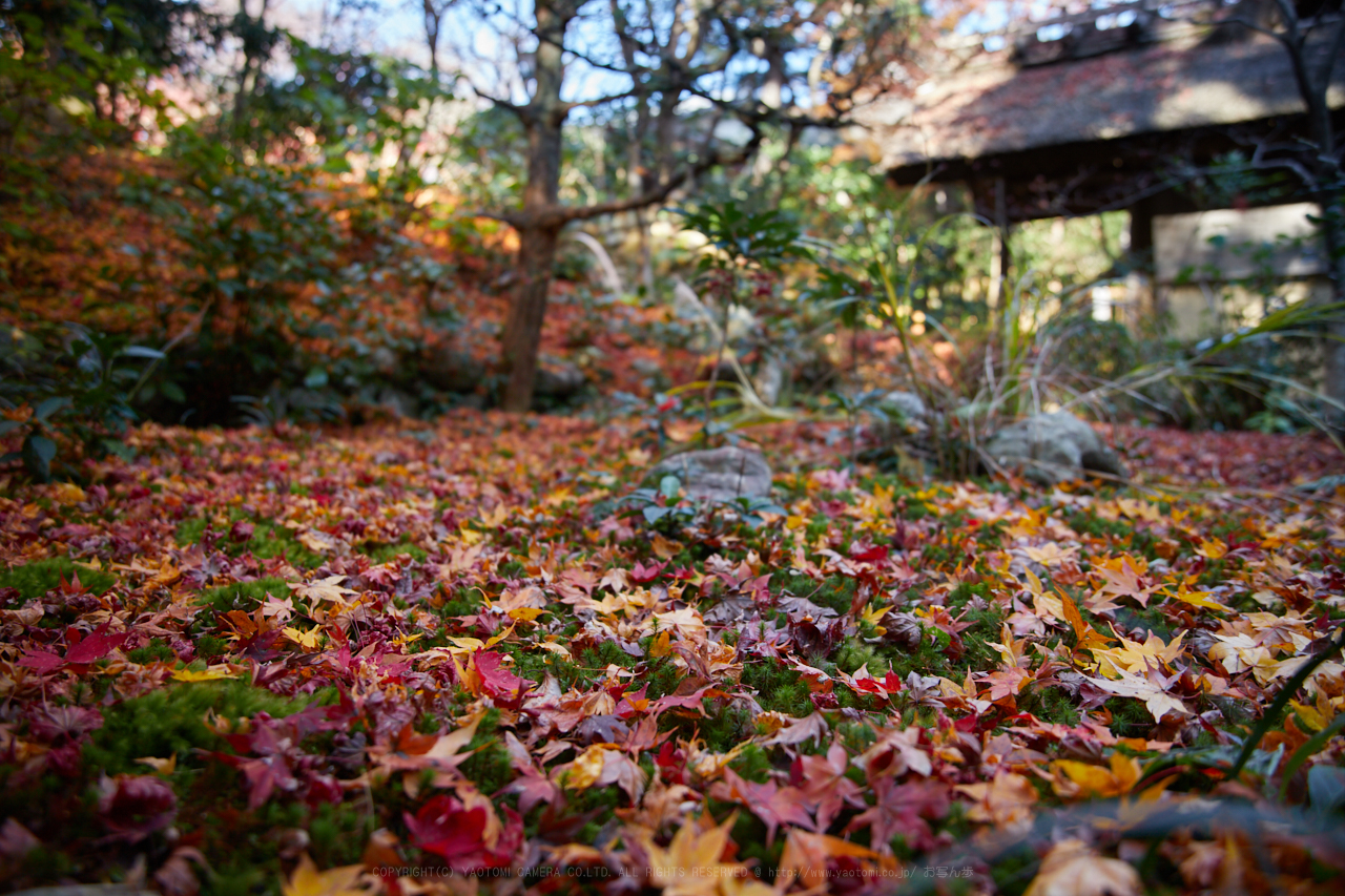 https://www.yaotomi.co.jp/blog/walk/IMG_1714%2C24%20mm2.8_yaotomi.jpg