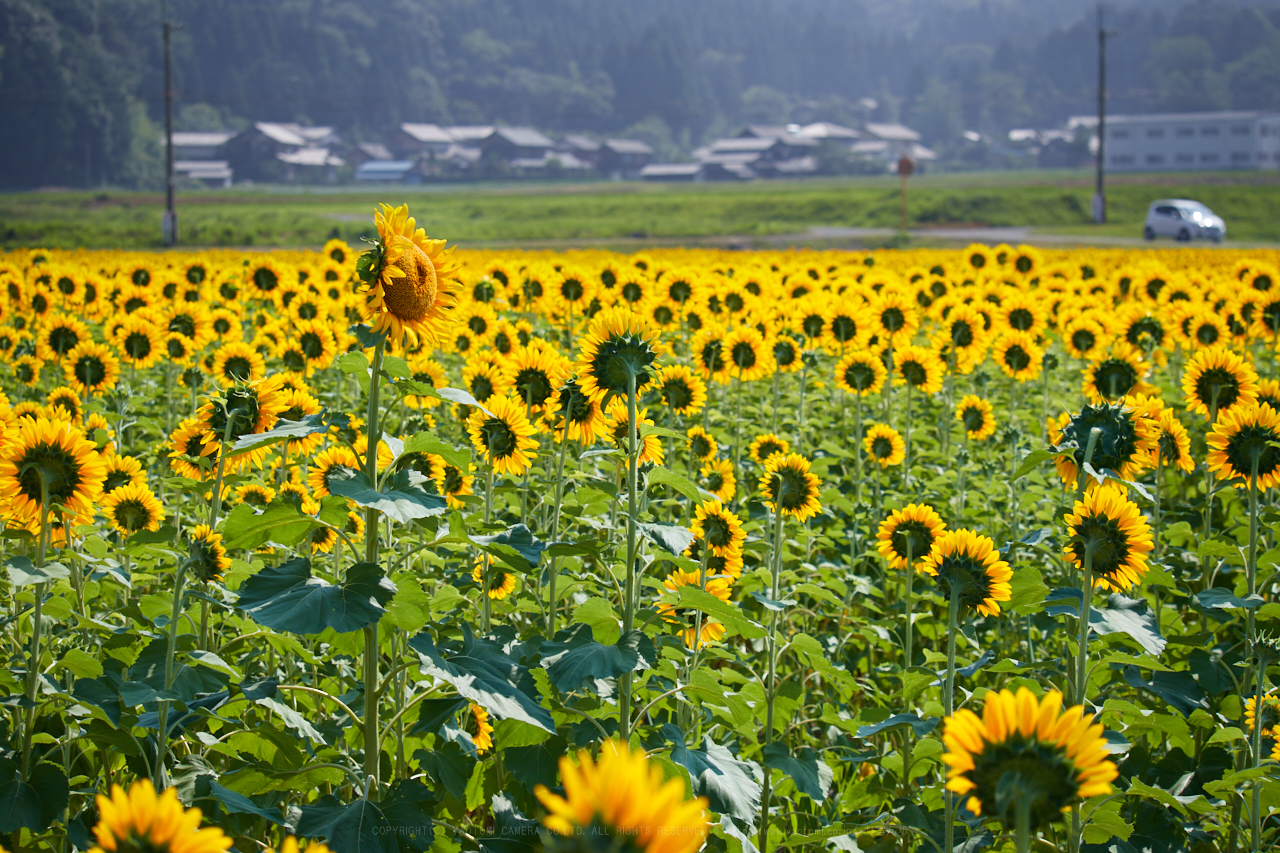 https://www.yaotomi.co.jp/blog/walk/IMG_2274_100%20mm%28F7.1%29iso100_2018yaotomi.jpg