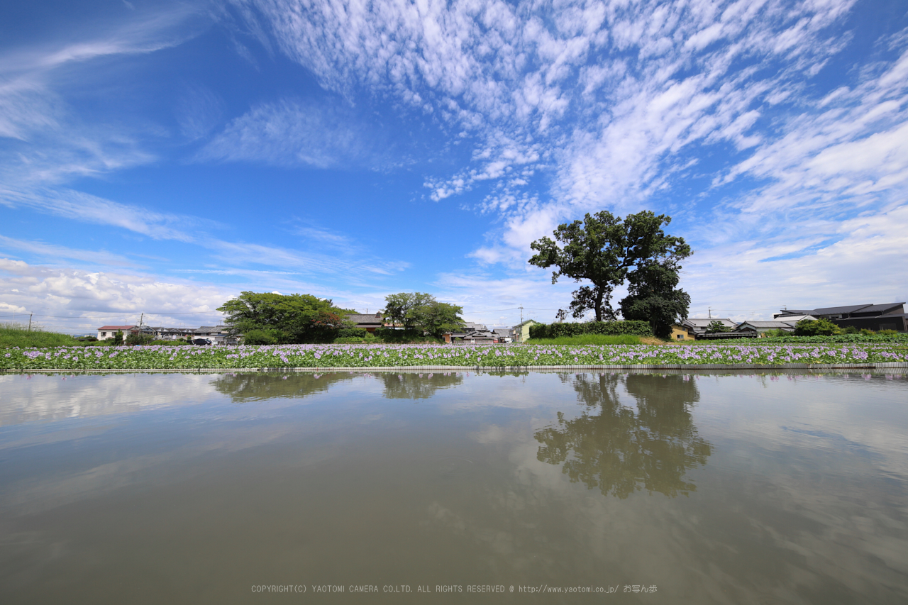 https://www.yaotomi.co.jp/blog/walk/IMG_2479dpp%2C12%20mm_2017%2817-08-14%29yaotomi.jpg