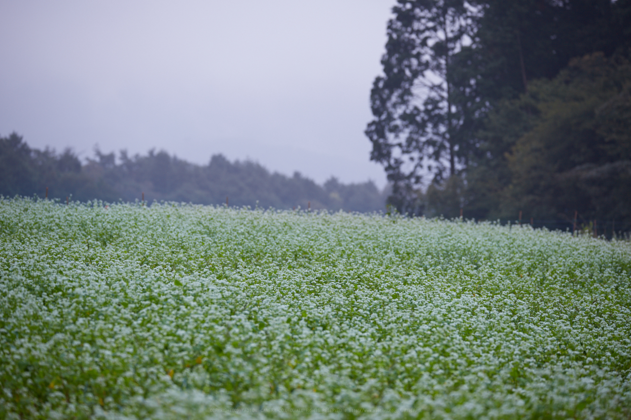 https://www.yaotomi.co.jp/blog/walk/IMG_2686_242%20mm%28F6.3%29iso100_2018yaotomi.jpg