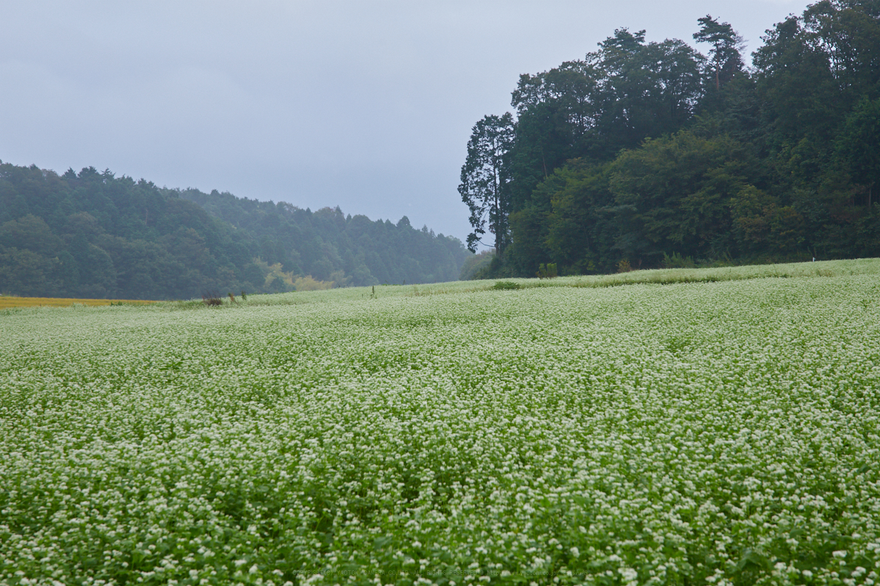 https://www.yaotomi.co.jp/blog/walk/IMG_2701_70%20mm%28F9%29iso320_2018yaotomi.jpg